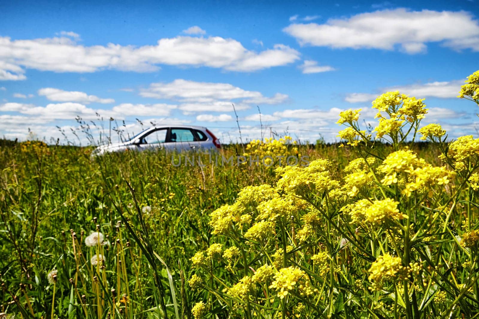 A large green field with yellow flowers in the foreground, a silver car in the tall grass and a blue sky with white clouds in the background on a spring or summer day by keleny