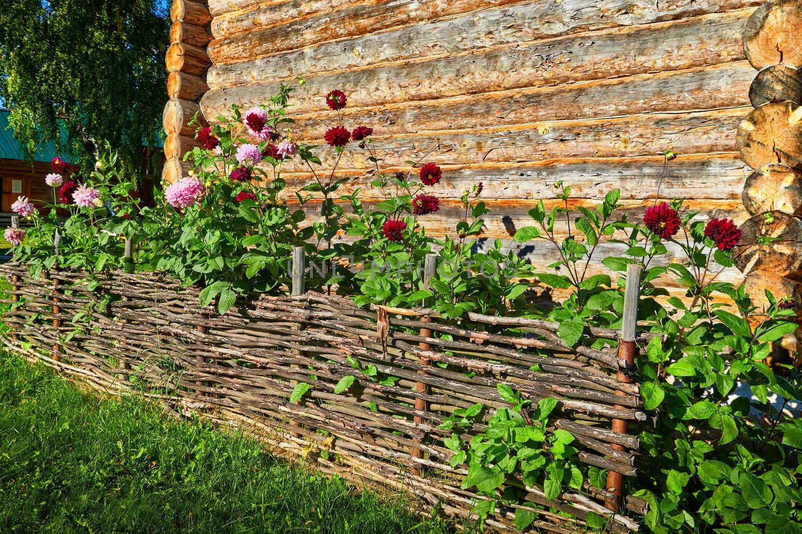 Beautiful red flowers behind a wattle fence and a wicker fence near a wooden village house made of logs. Flowering on a sunny summer day by keleny