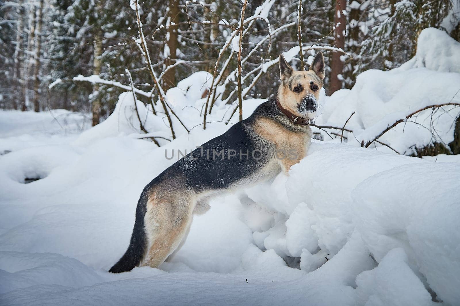 Dog German Shepherd outdoors in the forest in a winter day. Russian guard dog Eastern European Shepherd in nature on snow and white trees covered snow