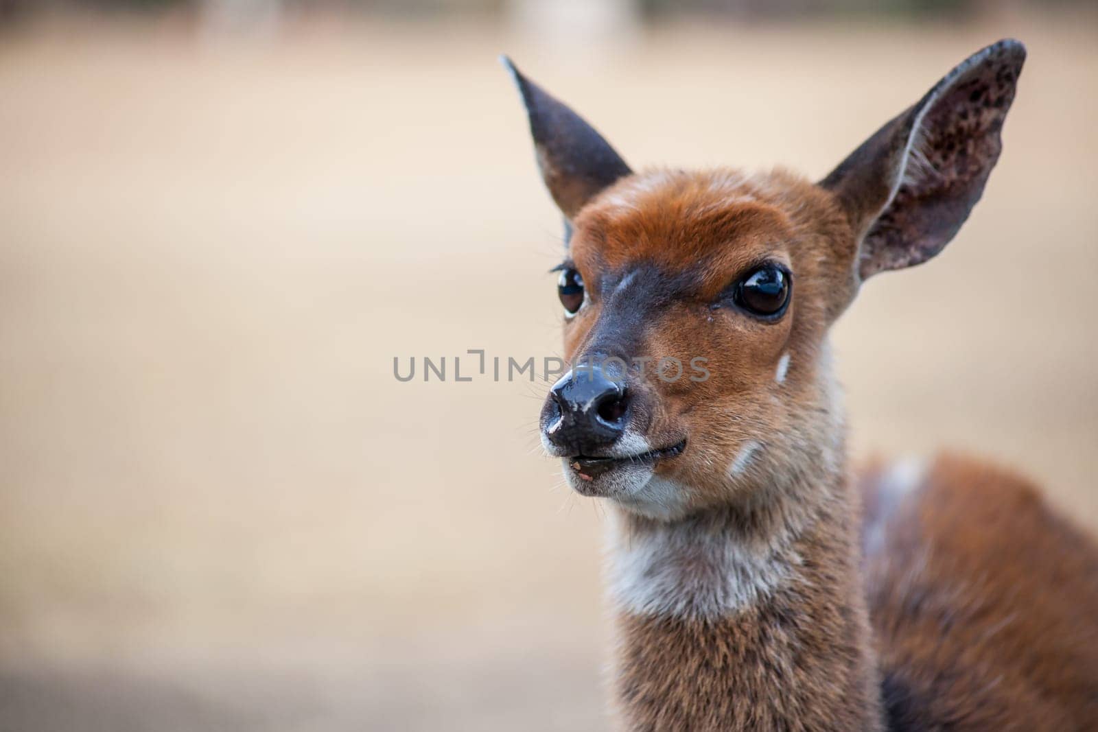 Close-up image of a young female Bushbuck (Tragelaphus scriptus) in the Royal Natal National Park, Kwa-Zulu Natal Privince South Africa