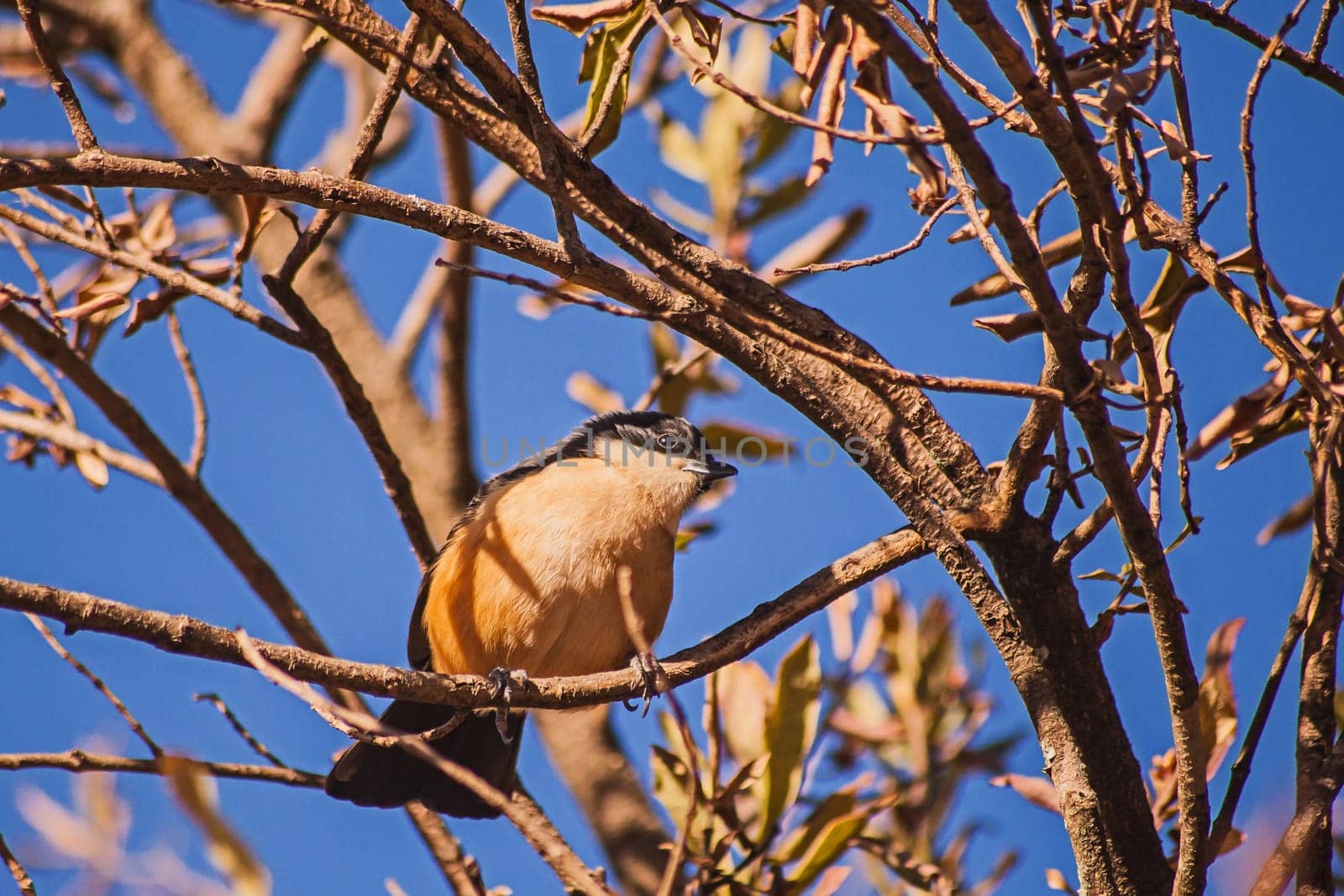 Southern Boubou (Laniarius ferrugineus) in the Royal Natal National Park, KwaZulu-Natal Province South Africa