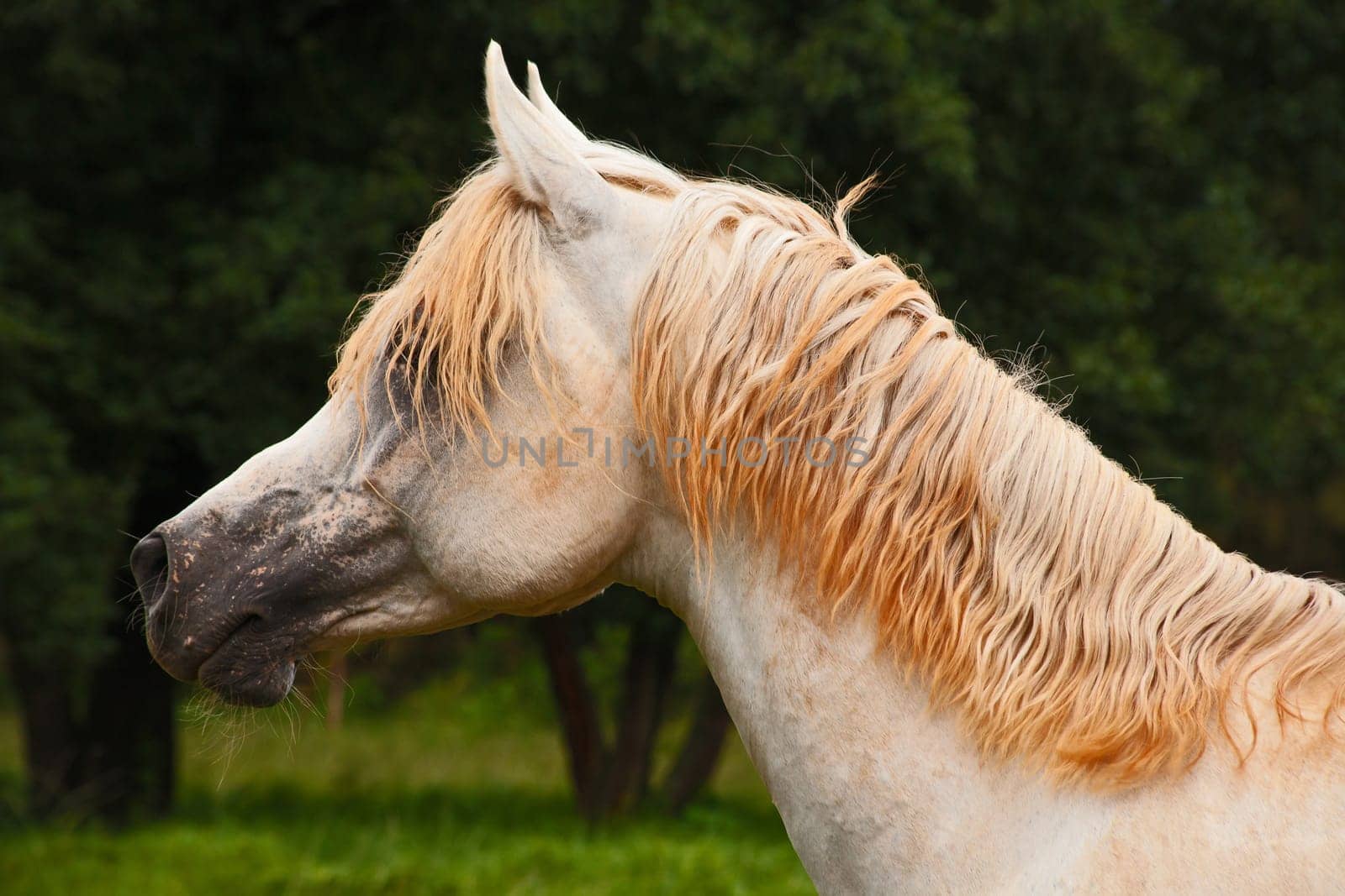 A Straight Egyptian Arabian horse of the Al-Miqdad Arabians Stud at Silver Mist near Haenertsburg South Africa