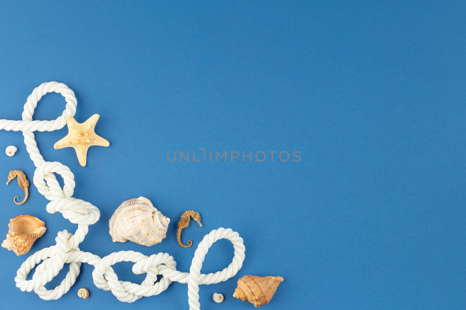 Seashells with starfish and marine rope on blue isolated background. Top view. Summer beach vacation concept. Flat lay.