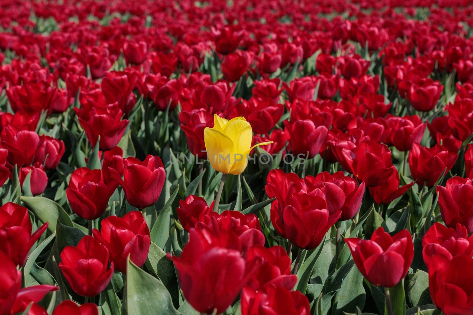 A single vibrant yellow tulip in a field of red tulips in Netherlands