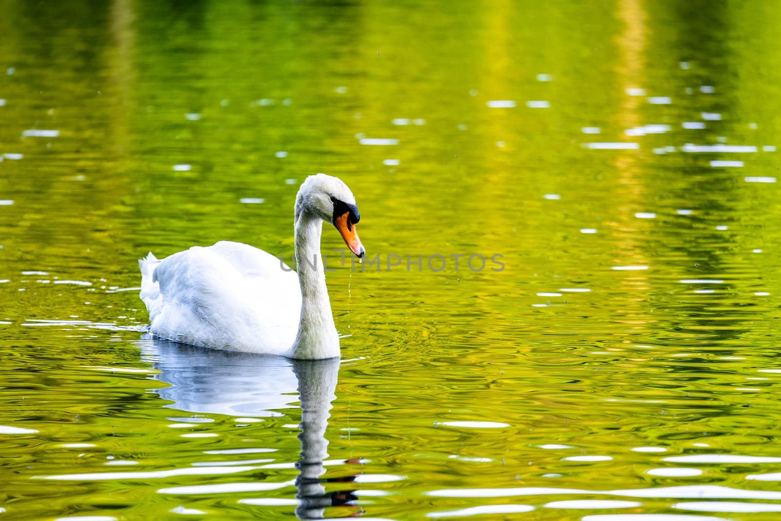 White swan peacefully gliding through crystal clear waters in a serene pond. by exndiver