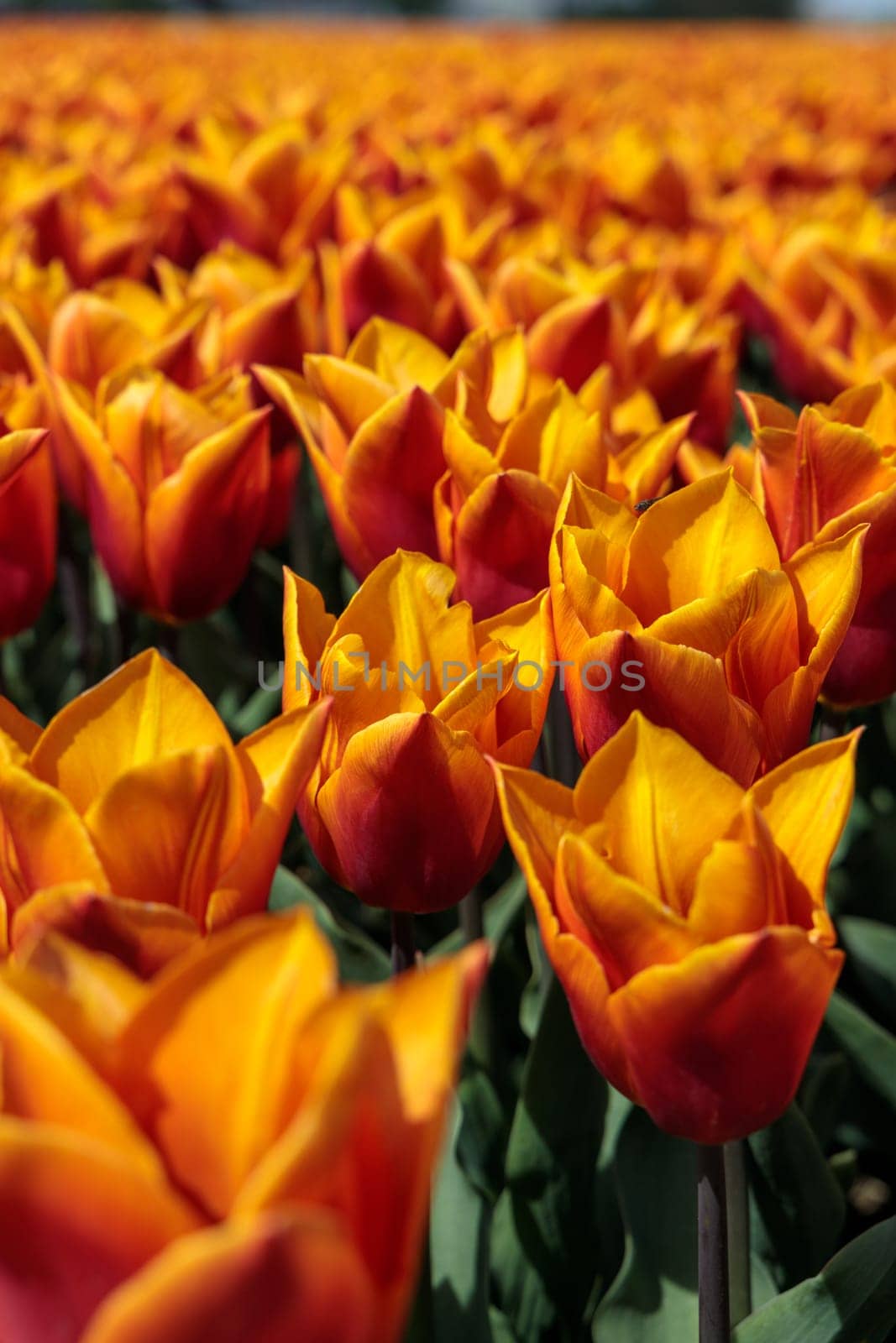 A closeup of a field of orange tulips in Netherlands