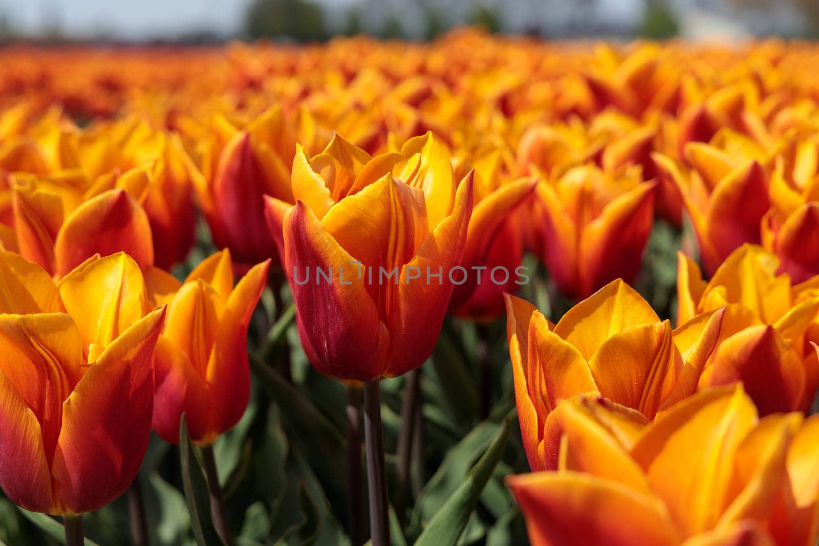 Closeup of a field of orange tulips by exndiver