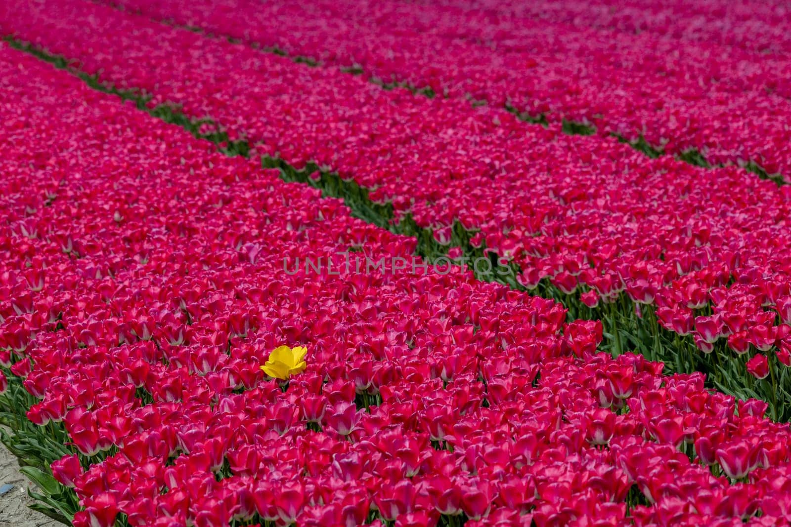 A single vibrant yellow tulip in a field of pink tulips.