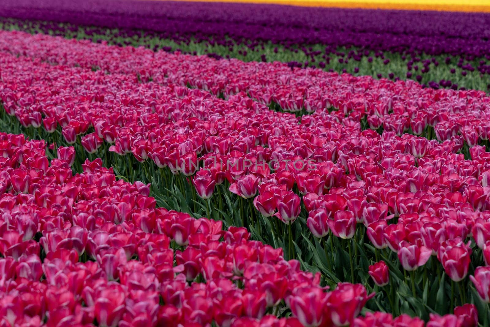 A field of vibrant pink tulips in Netherlands