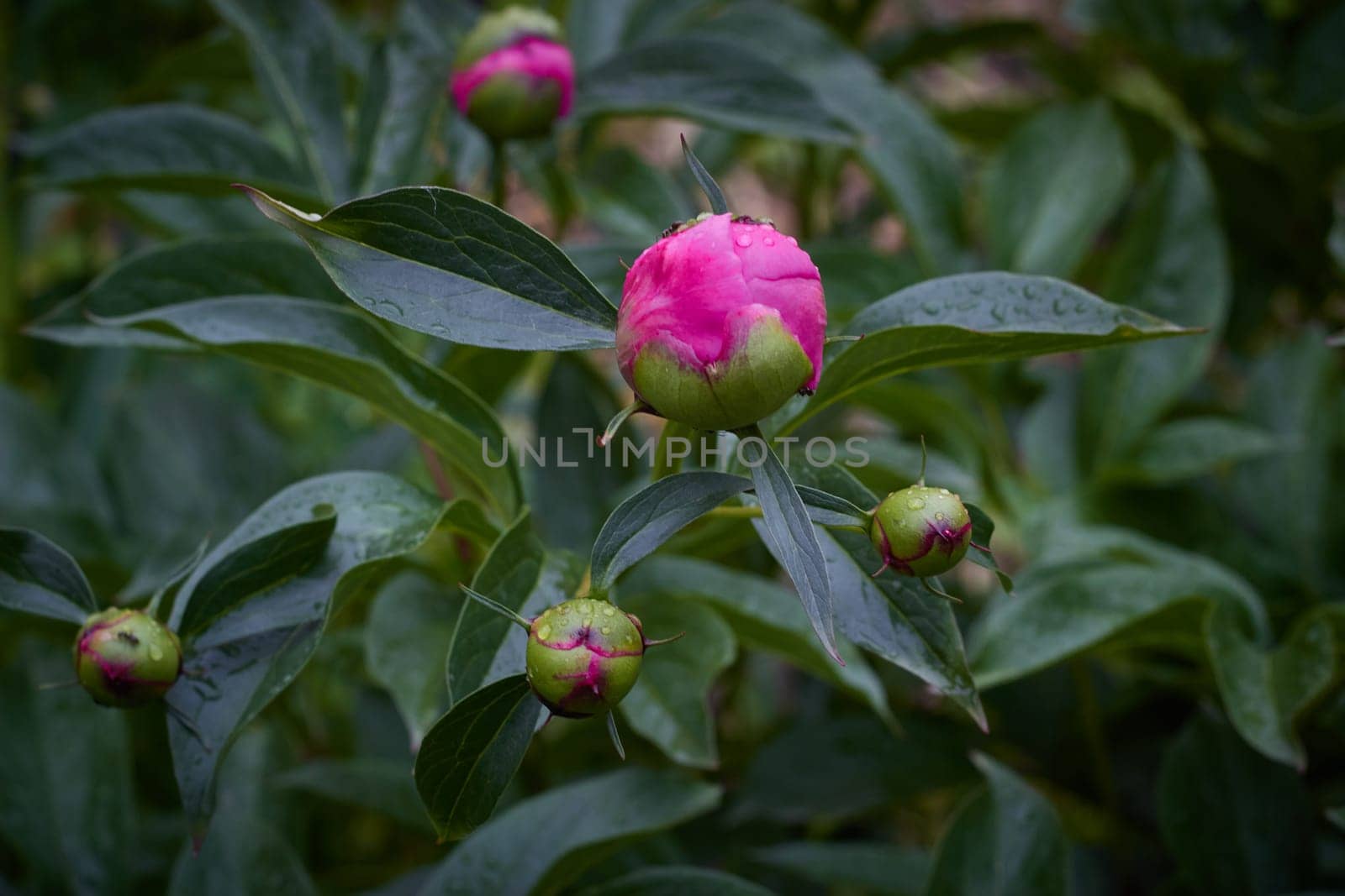 Photo of pink peony flower buds with green leaves. Botany. Flowers in flower bed, landscaping garden.