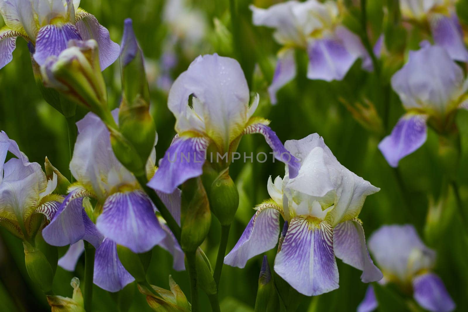 Close-up photo of blue colored irises flowers. Plants for flower beds in garden. Botany.