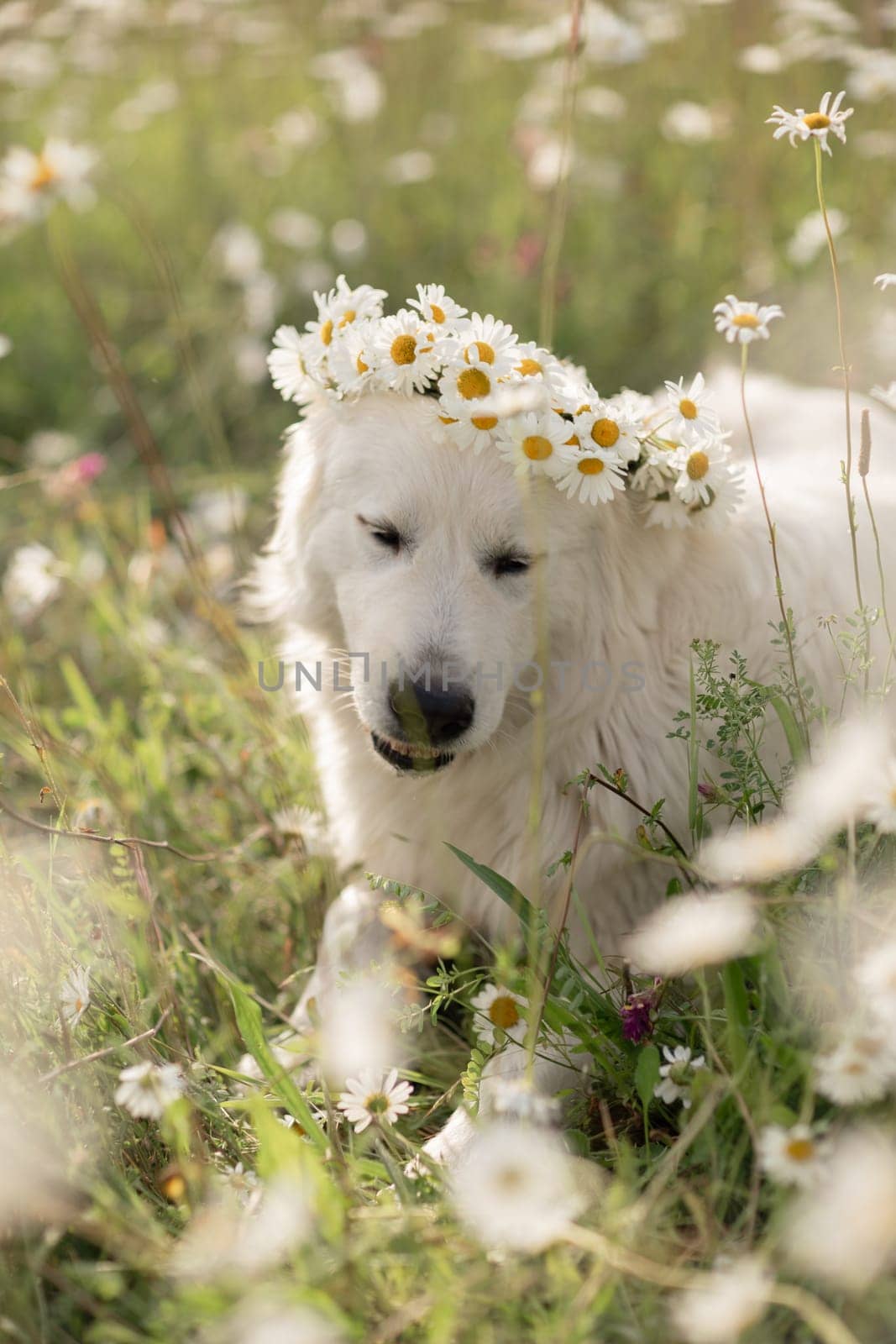Daisies Maremma Sheepdog in a wreath of daisies sits on a green lawn with wild flowers daisies, walks a pet. Cute photo with a dog in a wreath of daisies