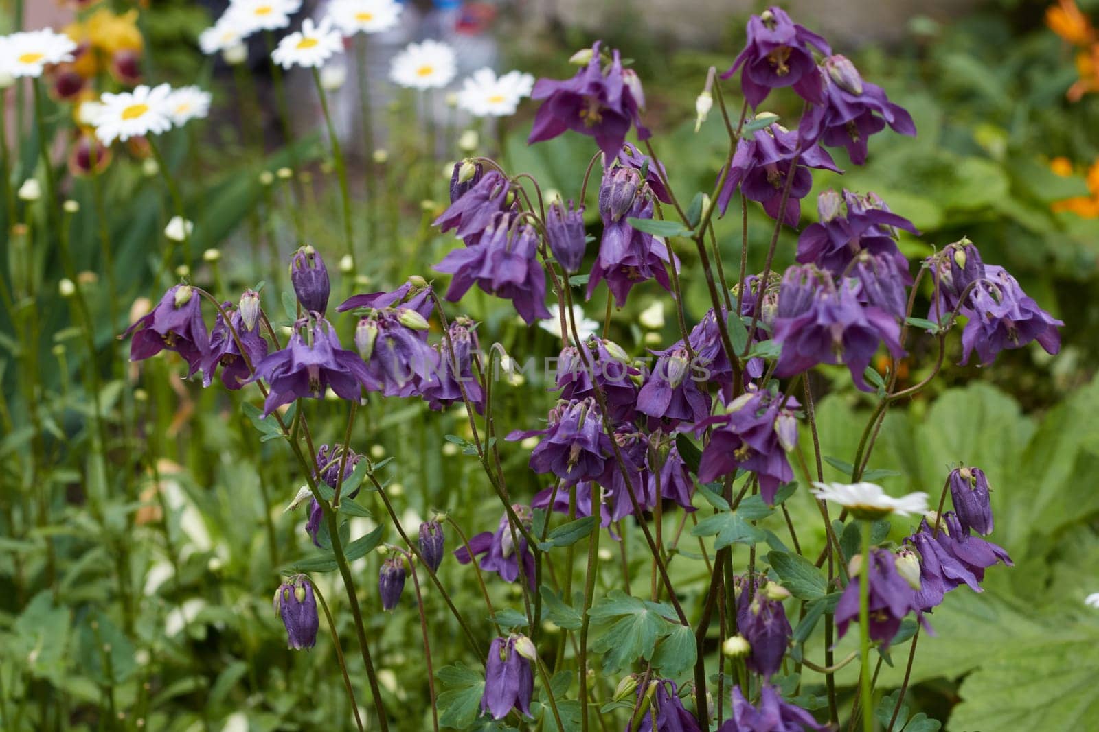 Photo of purple flower of aquilegia on by electrovenik