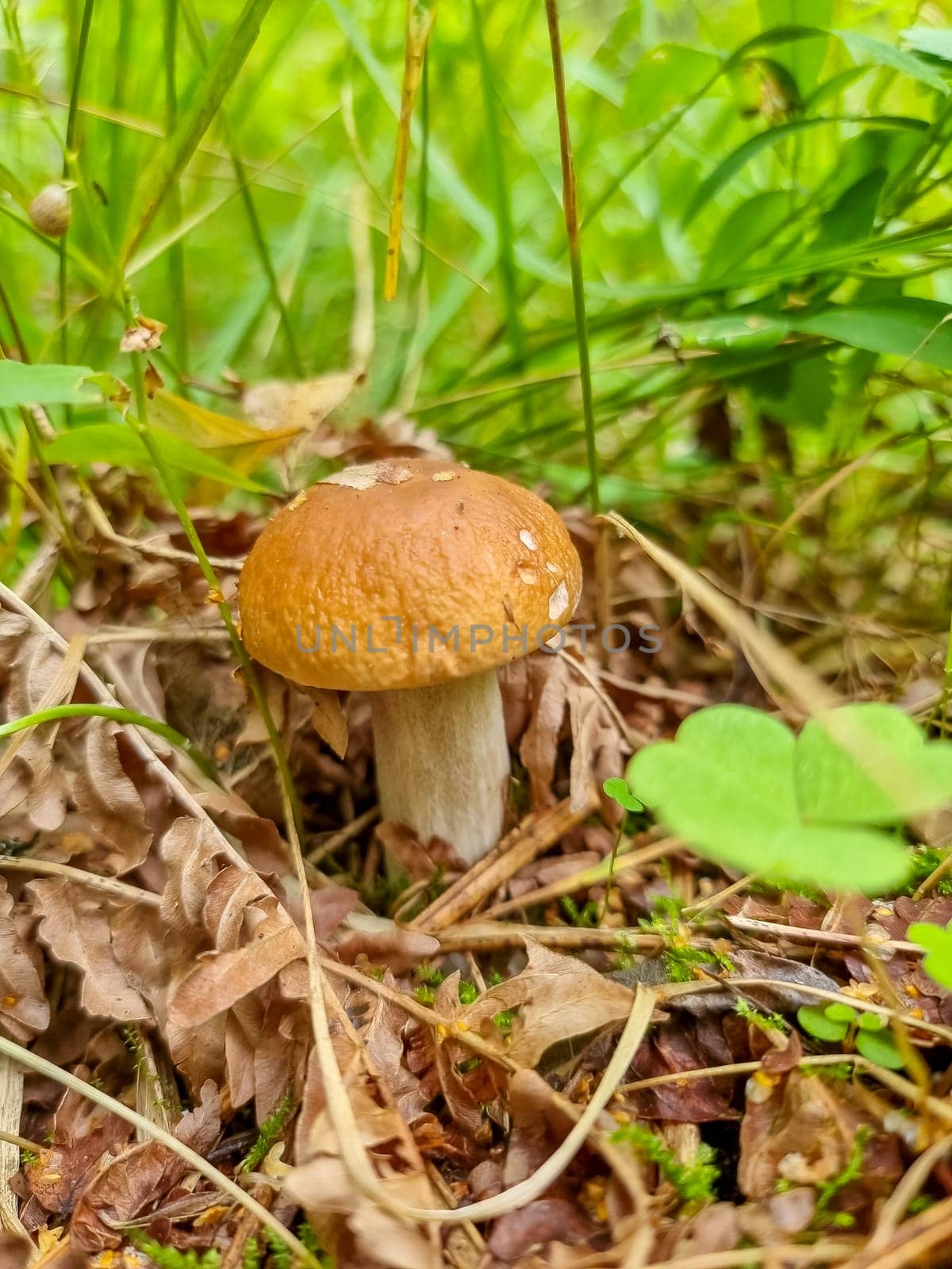 Season two porcini white mushrooms in forest. Autumn season pick up mushrooms.