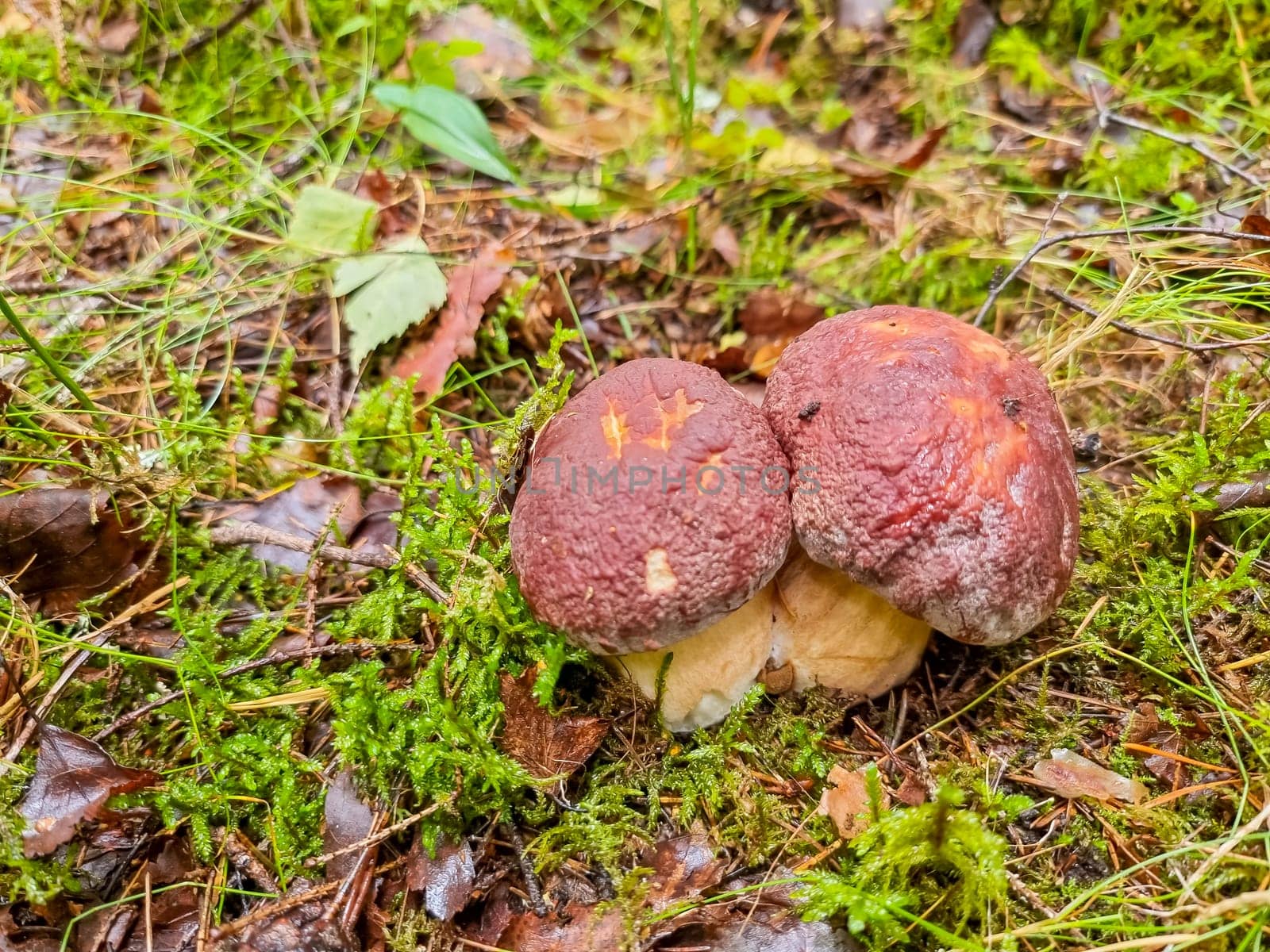 Season two porcini white mushrooms in forest. Autumn season pick up mushrooms.