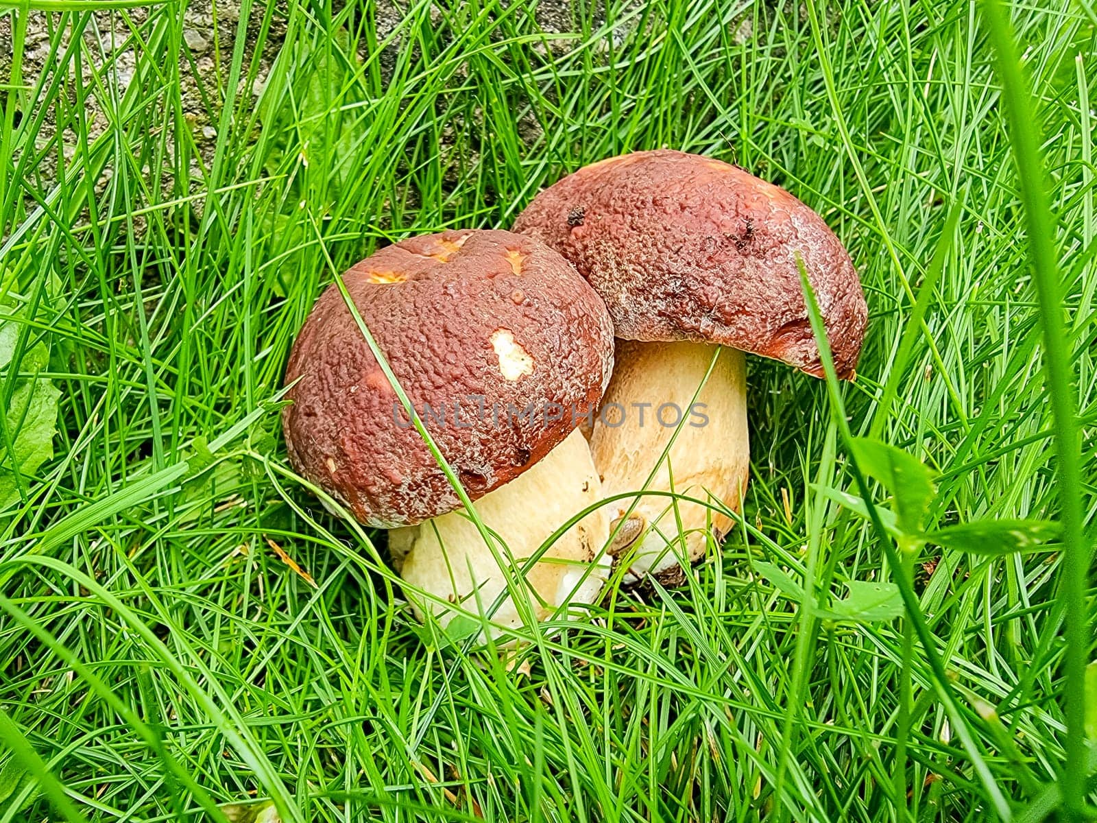 Season two porcini white mushrooms in forest. Autumn season pick up mushrooms.