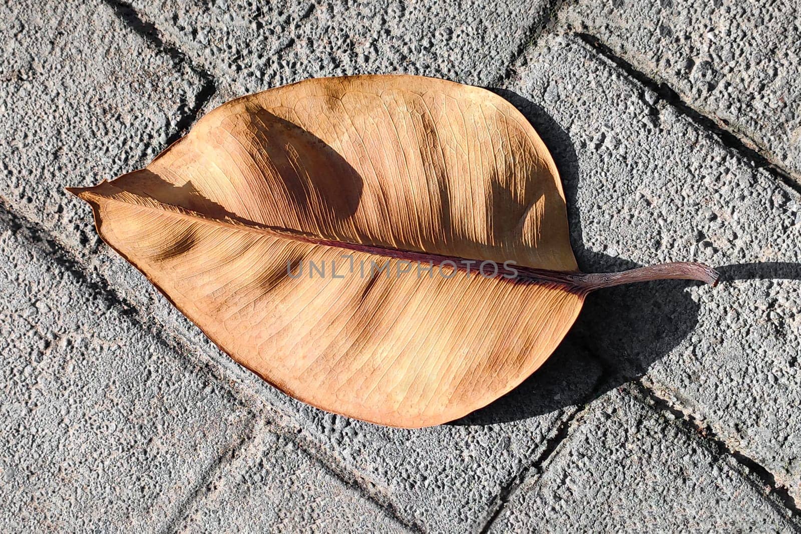 Exotic dry brown leaf lies on gray paving stones, close-up, top view