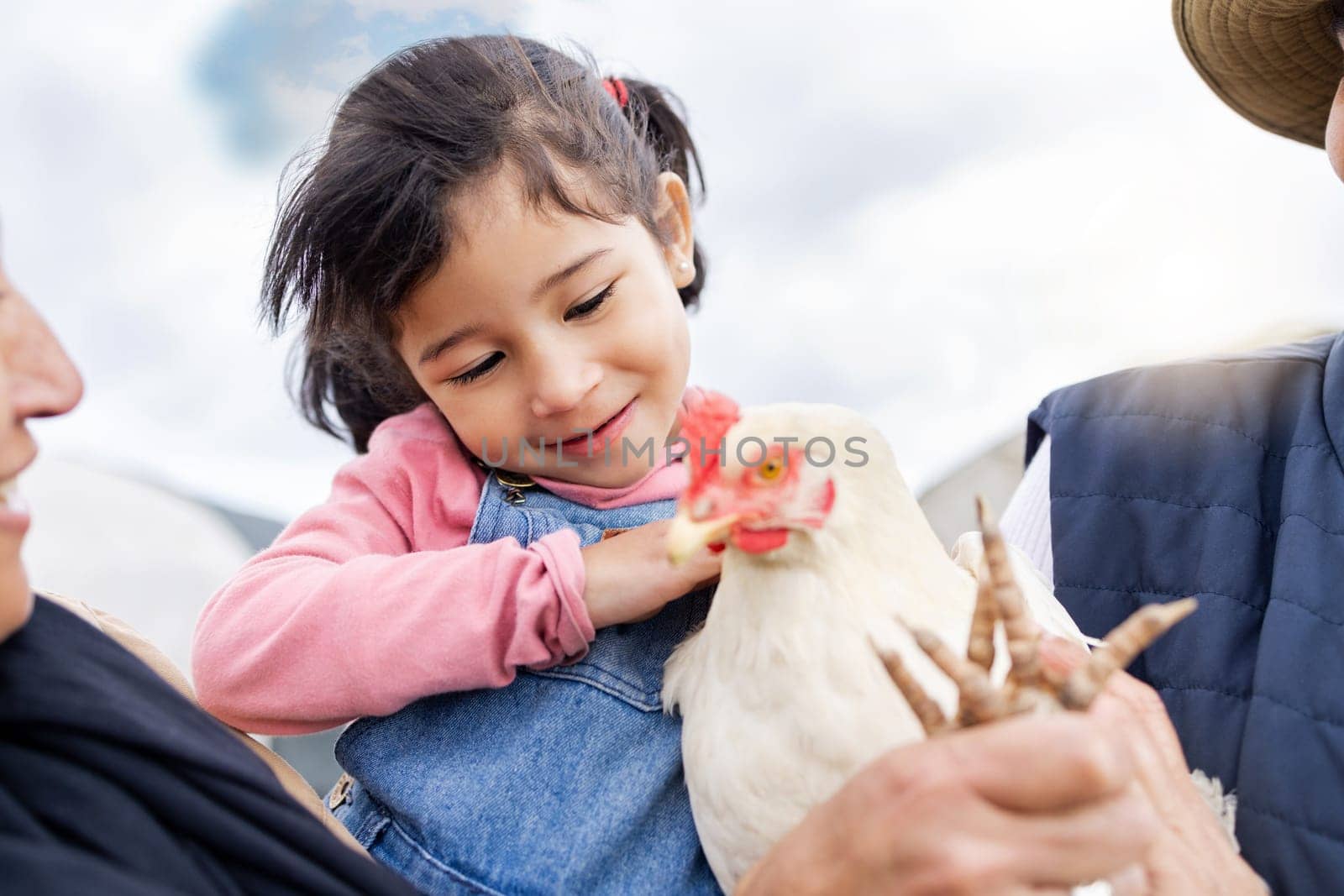 Farm, agriculture and girl and chicken in countryside for farming, livestock and agro. Sustainability, family and child with grandparents and bird for protein, animal produce and eco friendly ranch by YuriArcurs