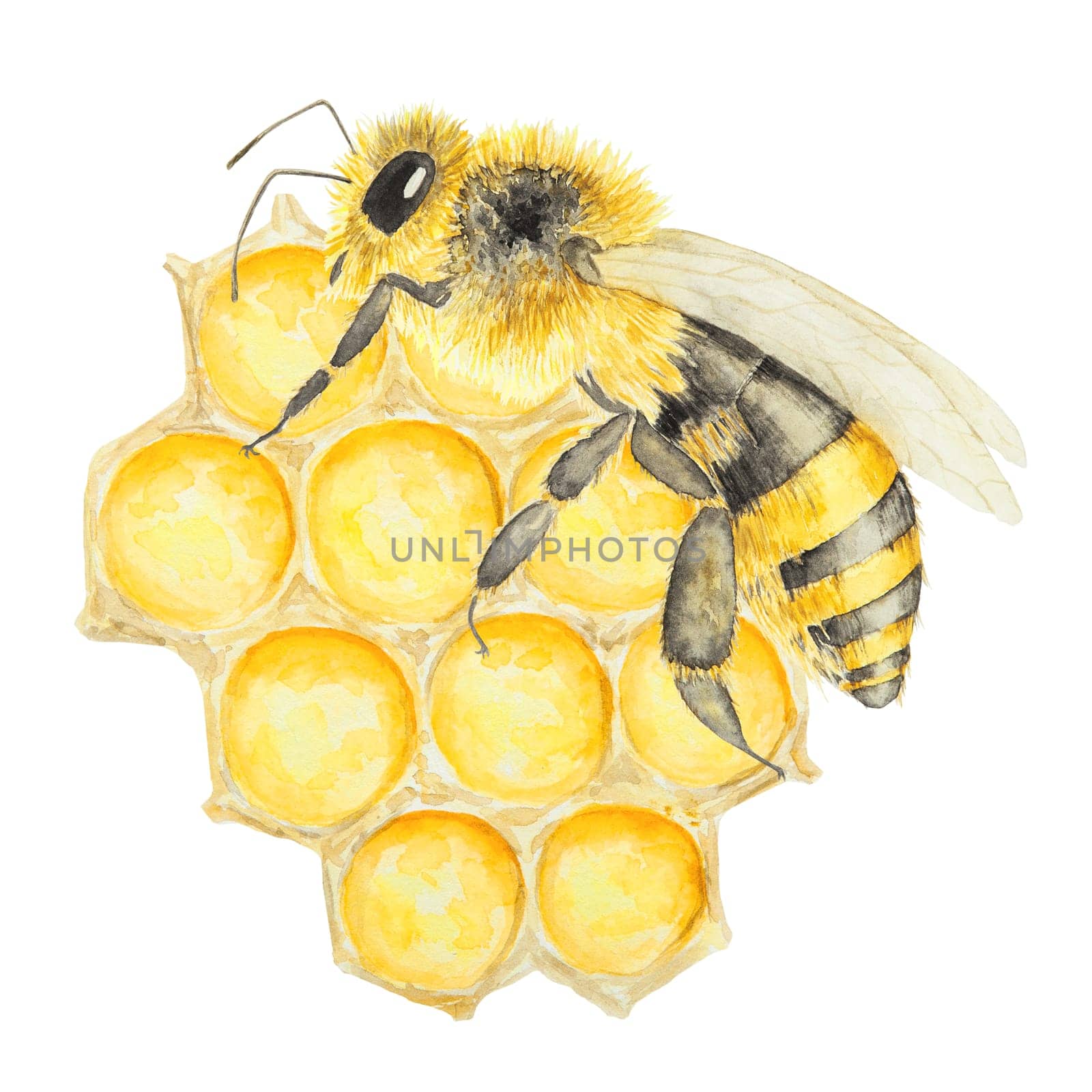 Watercolor illustration of bee and honey. Hand drawn and isolated on white background. Great for printing on fabric, postcards, invitations, menus, cosmetics, cooking books and more.