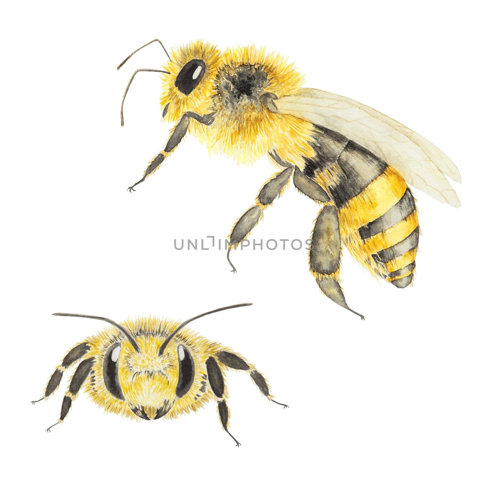 Watercolor hand drawn bee isolated on white background