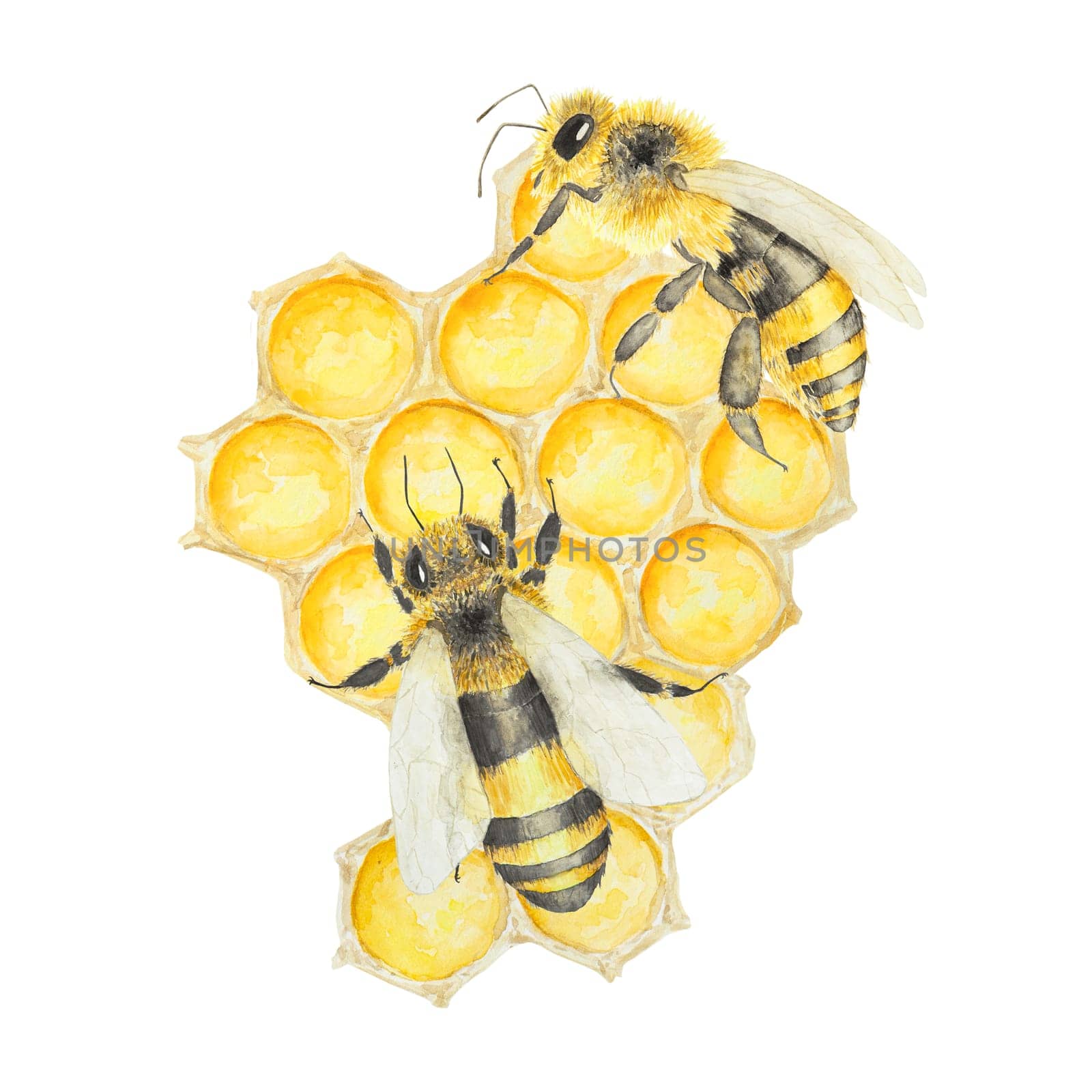 Watercolor illustration of bee and honey. Hand drawn and isolated on white background. Great for printing on fabric, postcards, invitations, menus, cosmetics, cooking books and more.