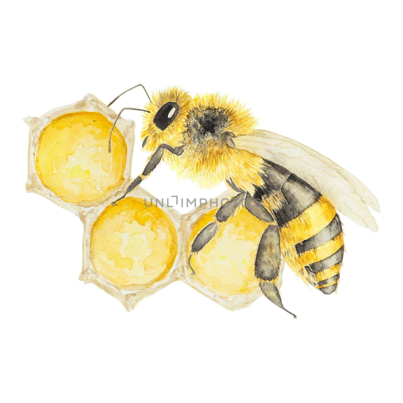 Watercolor illustration of bee and honey. Hand drawn and isolated on white background. Great for printing on fabric, postcards, invitations, menus, cosmetics, cooking books and more.