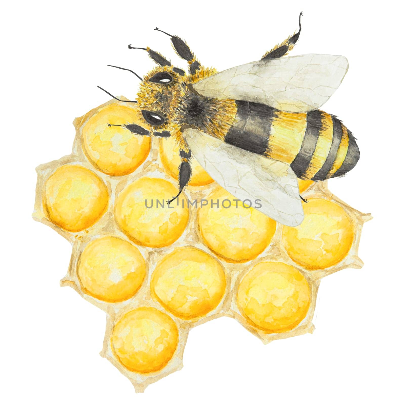 Watercolor illustration of bee and honey. Hand drawn and isolated on white background. Great for printing on fabric, postcards, invitations, menus, cosmetics, cooking books and more.