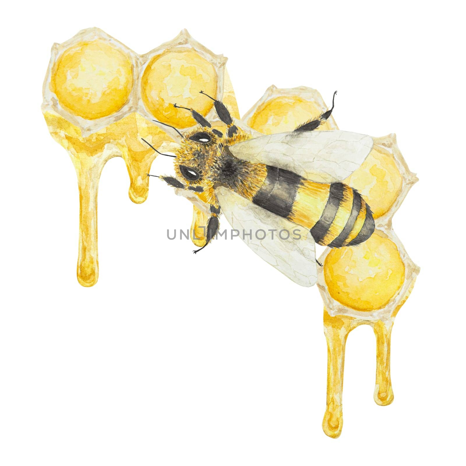 Watercolor illustration of honey and bees. Hand drawn and isolated on white background. Great for printing on fabric, postcards, invitations, menus, cosmetics, cooking books and others.