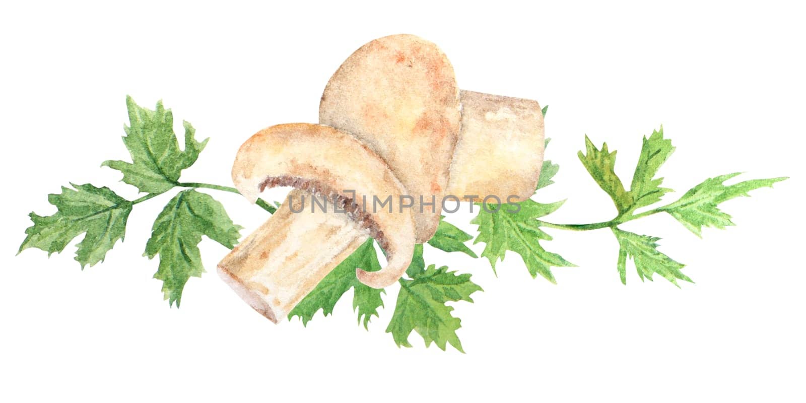 Watercolor illustration of champignons and green parsley leaves, hand drawn in watercolor and isolated on a white background. Great for printing on fabric, menus and more.