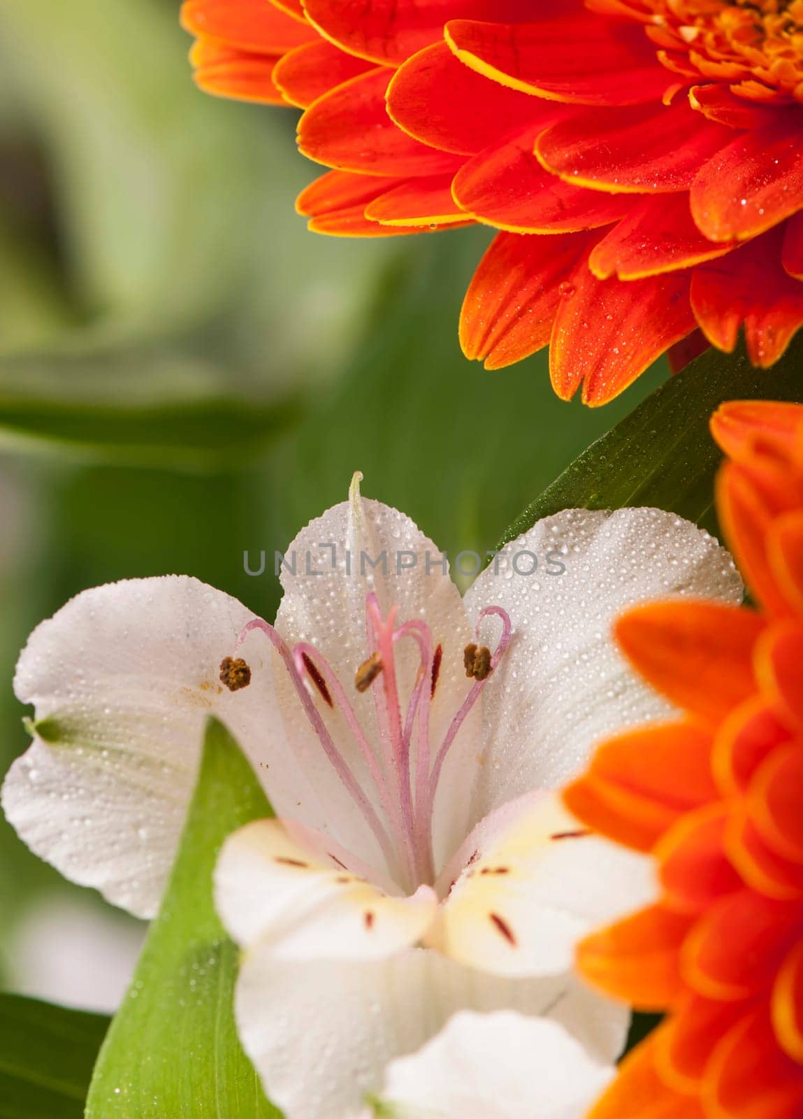 Orange gerbera flower against green blurred background by aprilphoto
