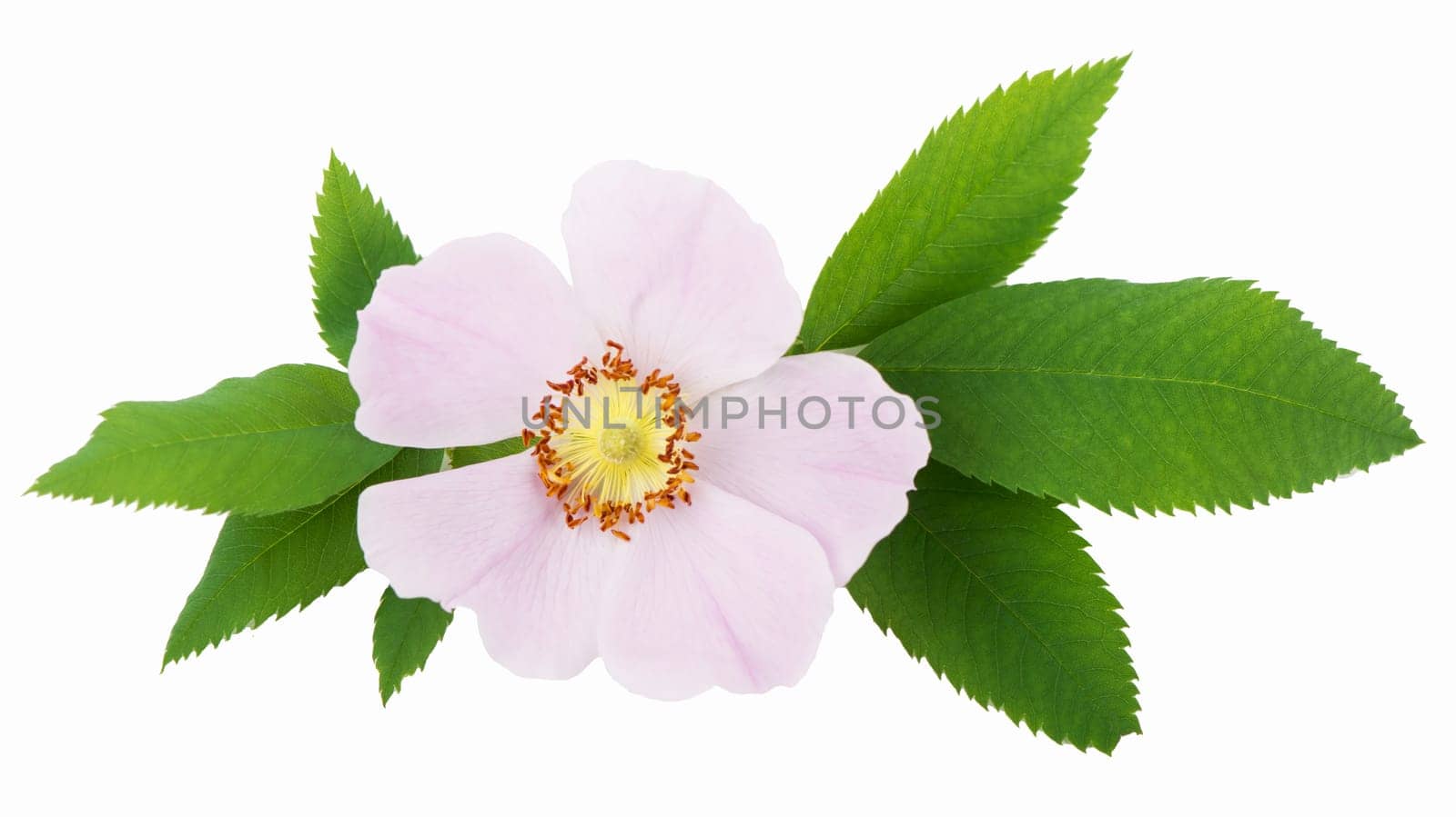 Rosehip pink. Dog rose flowers with leaves, isolated on white background by aprilphoto