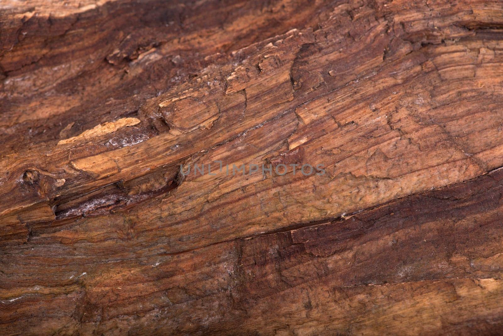 texture of bark wood use as natural background by aprilphoto