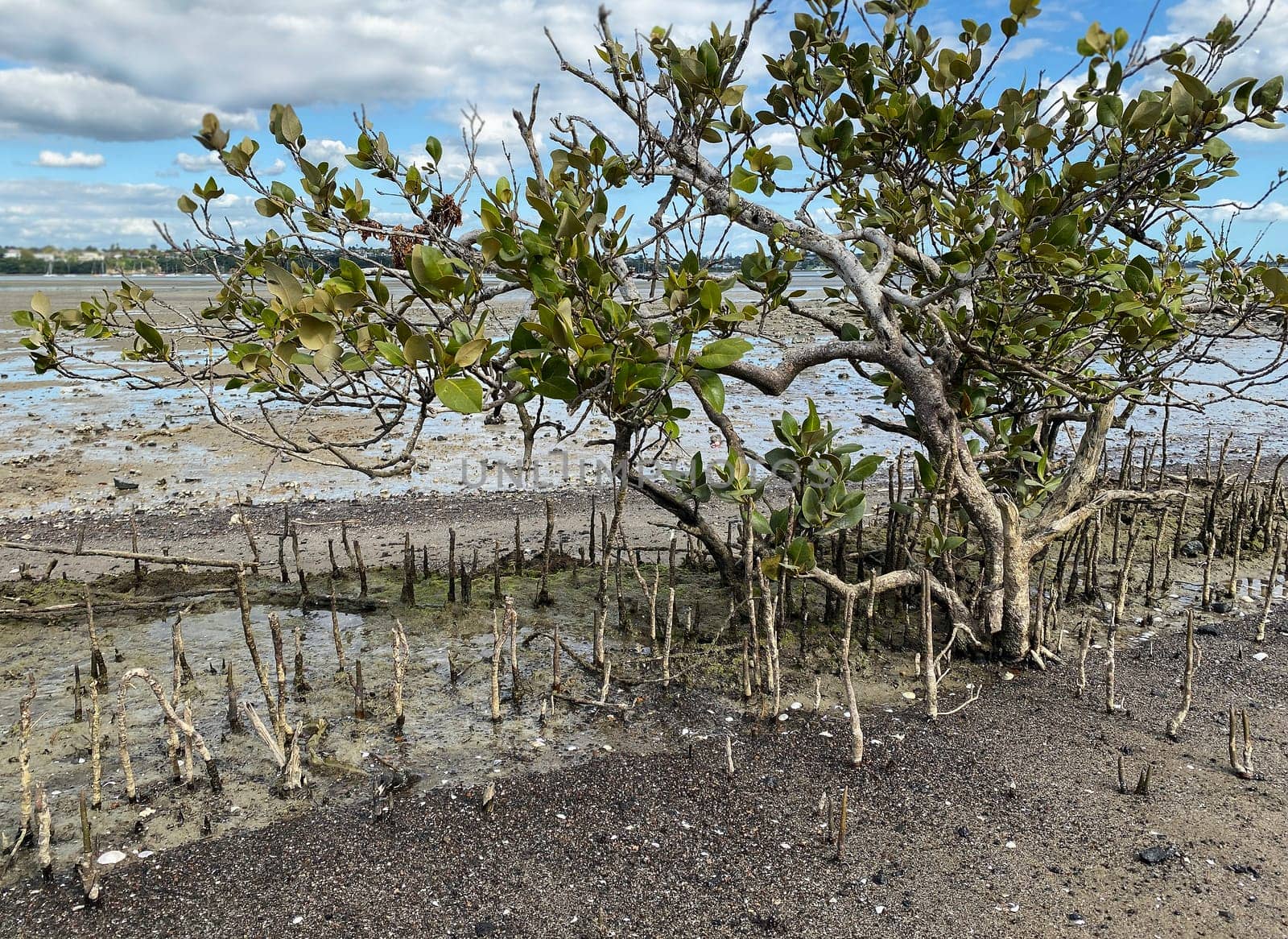 Green young Mangrove trees and pnematophores - roots growing from the bottom up for gas exchange. Planting mangroves in coastal sea lane, New Zealand by Proxima13