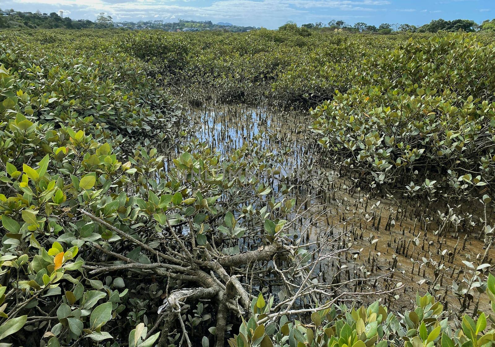 Green young Mangrove trees and pnematophores - roots growing from the bottom up for gas exchange. Planting mangroves in coastal sea lane, New Zealand.