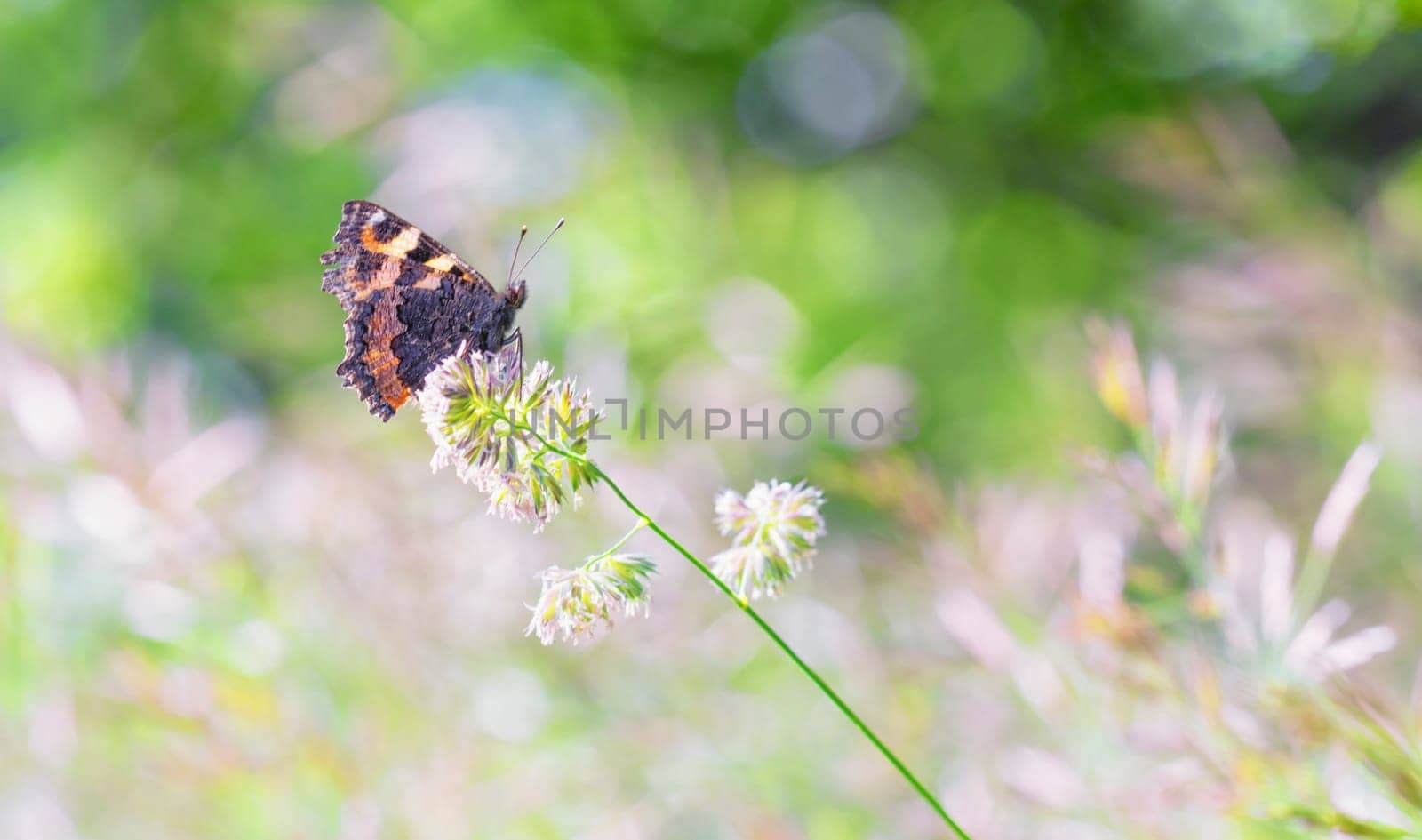 Small tortoiseshel eurasian butterfly, aglais urticae, on a flower by Elenaphotos21