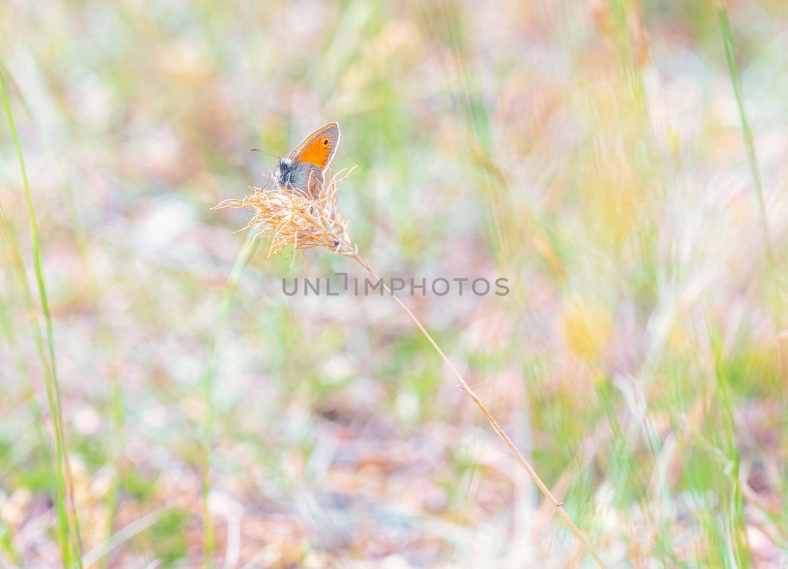 Small heath butterfly, coenonympha pamphilus, on a flower by Elenaphotos21