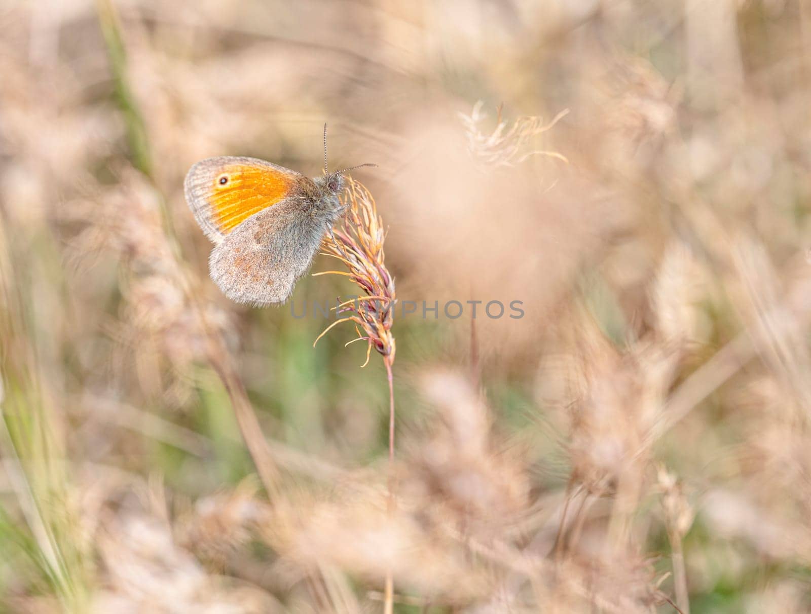 Small heath butterfly, coenonympha pamphilus, in a field