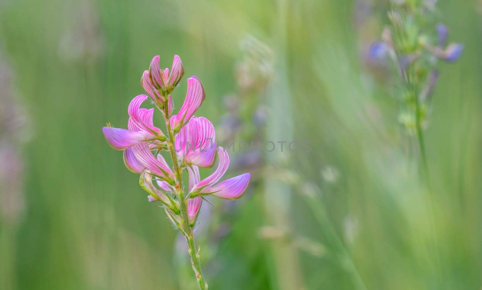 Common sainfoin, Onobrychis viciifolia or sativa flower in green background