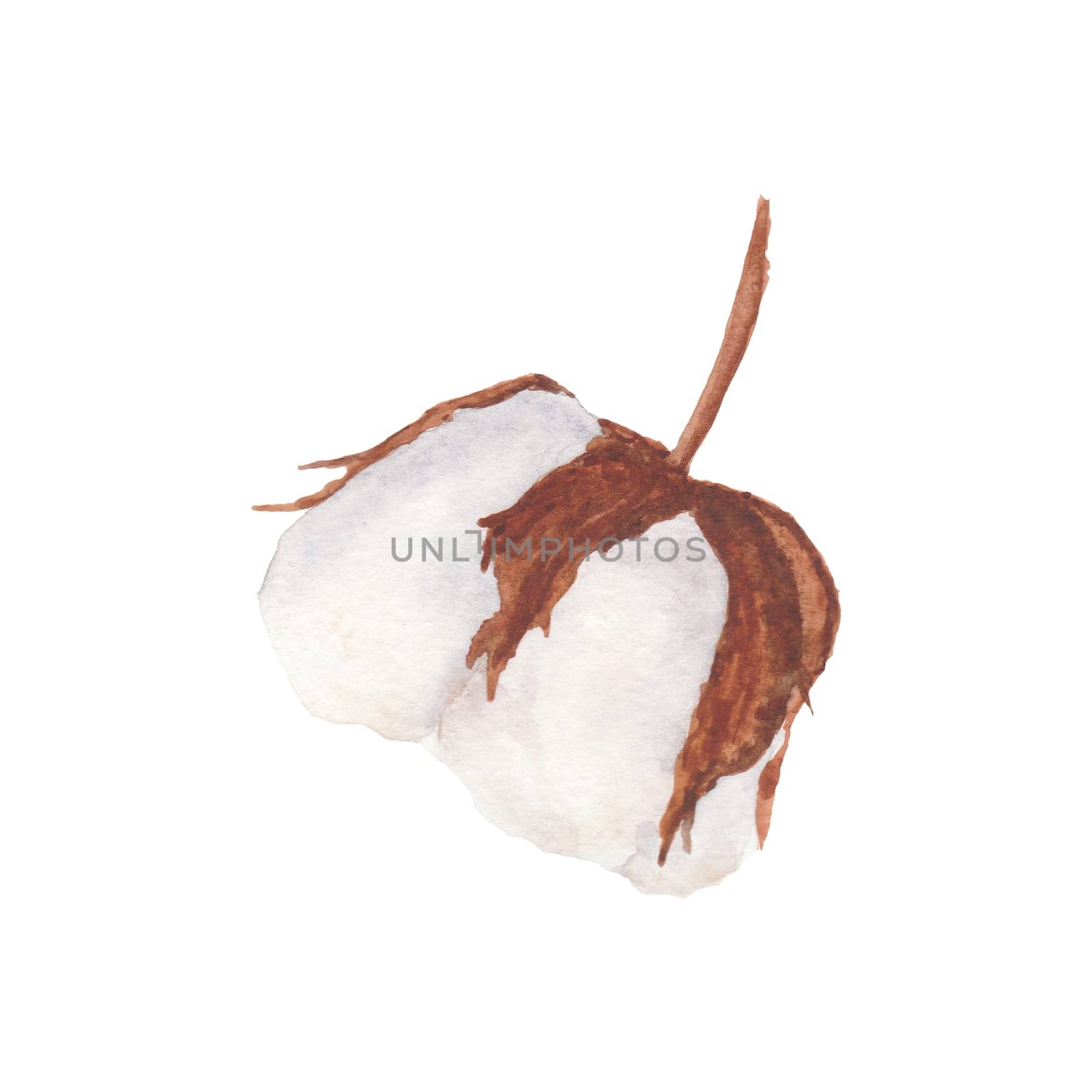 Cotton boll watercolor illustration isolated on white background. by florainlove_art