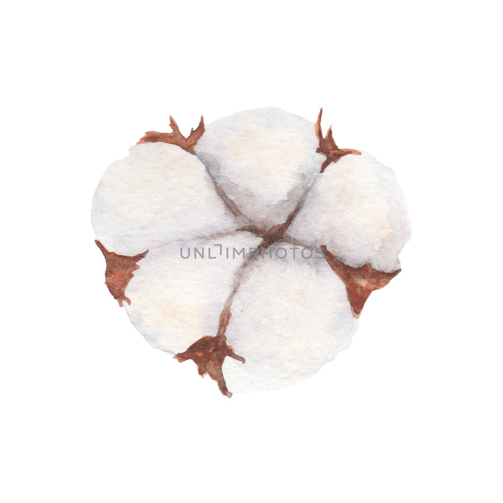Cotton boll watercolor illustration isolated on white background. by florainlove_art