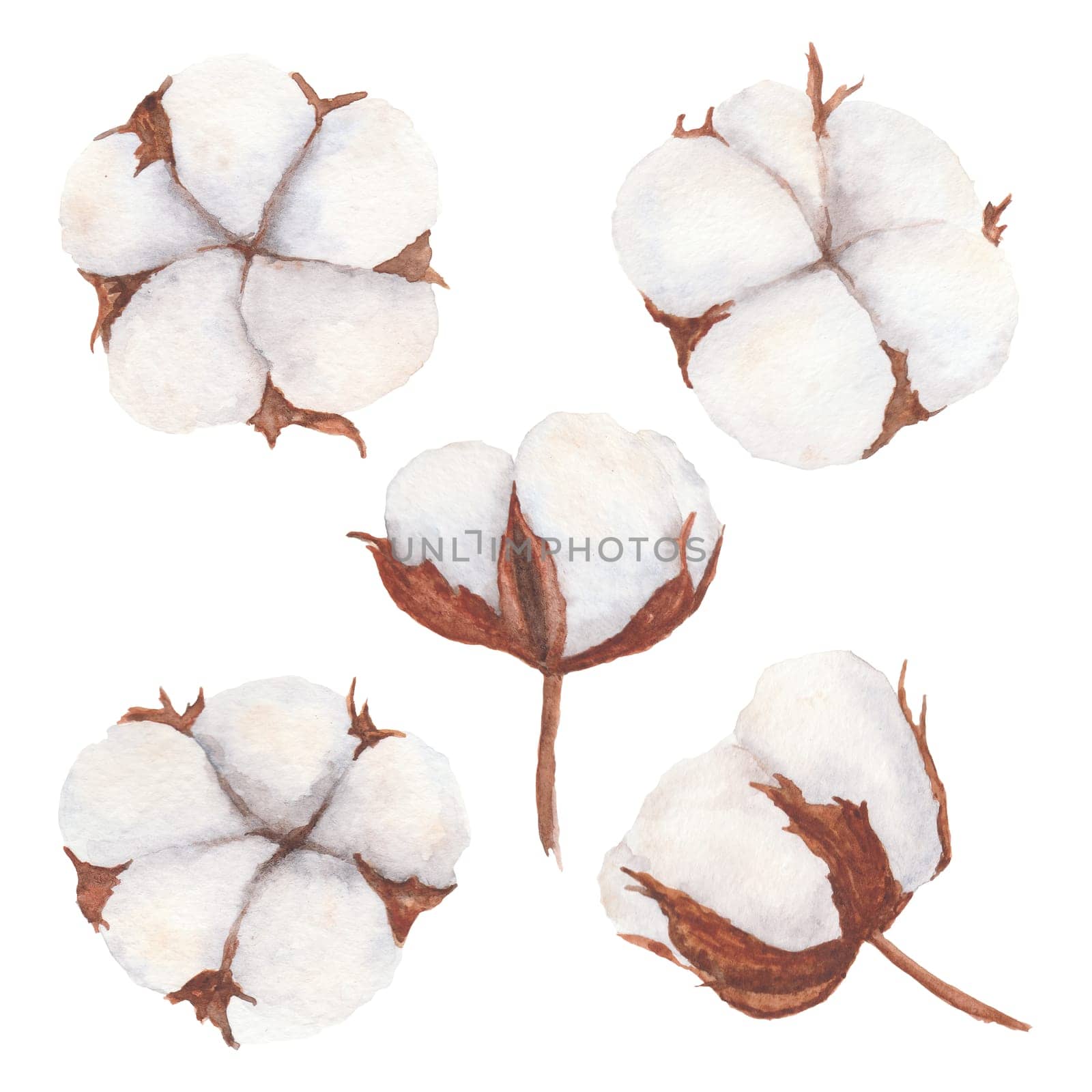 Cotton bolls watercolor illustration isolated on white background. by florainlove_art