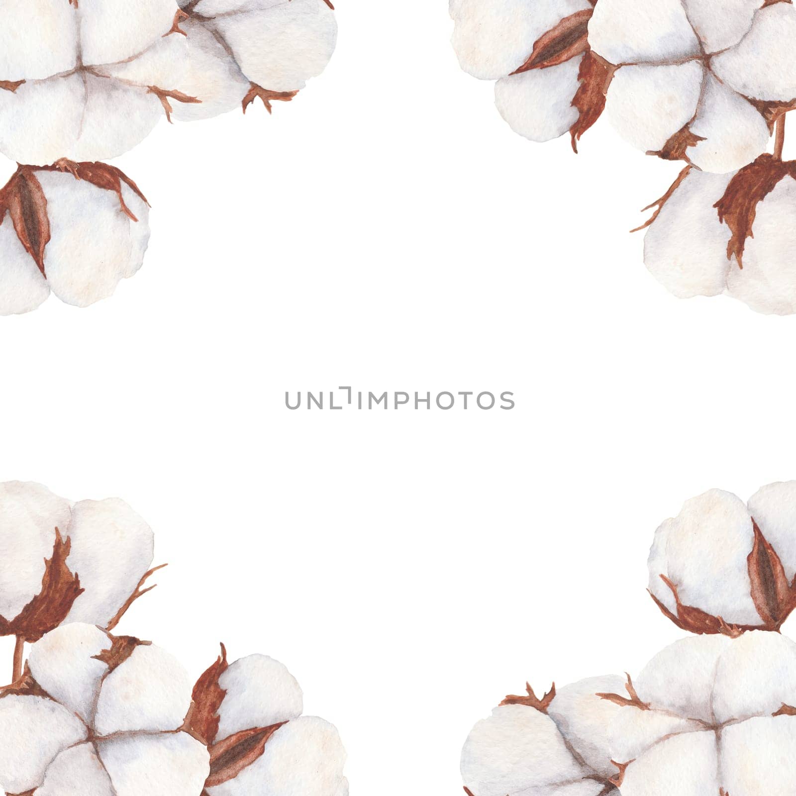 Cotton bolls illustration isolated on white background. Hand-drawn watercolor drawing. Suitable for use in the design of textiles, labels, cards, invitations