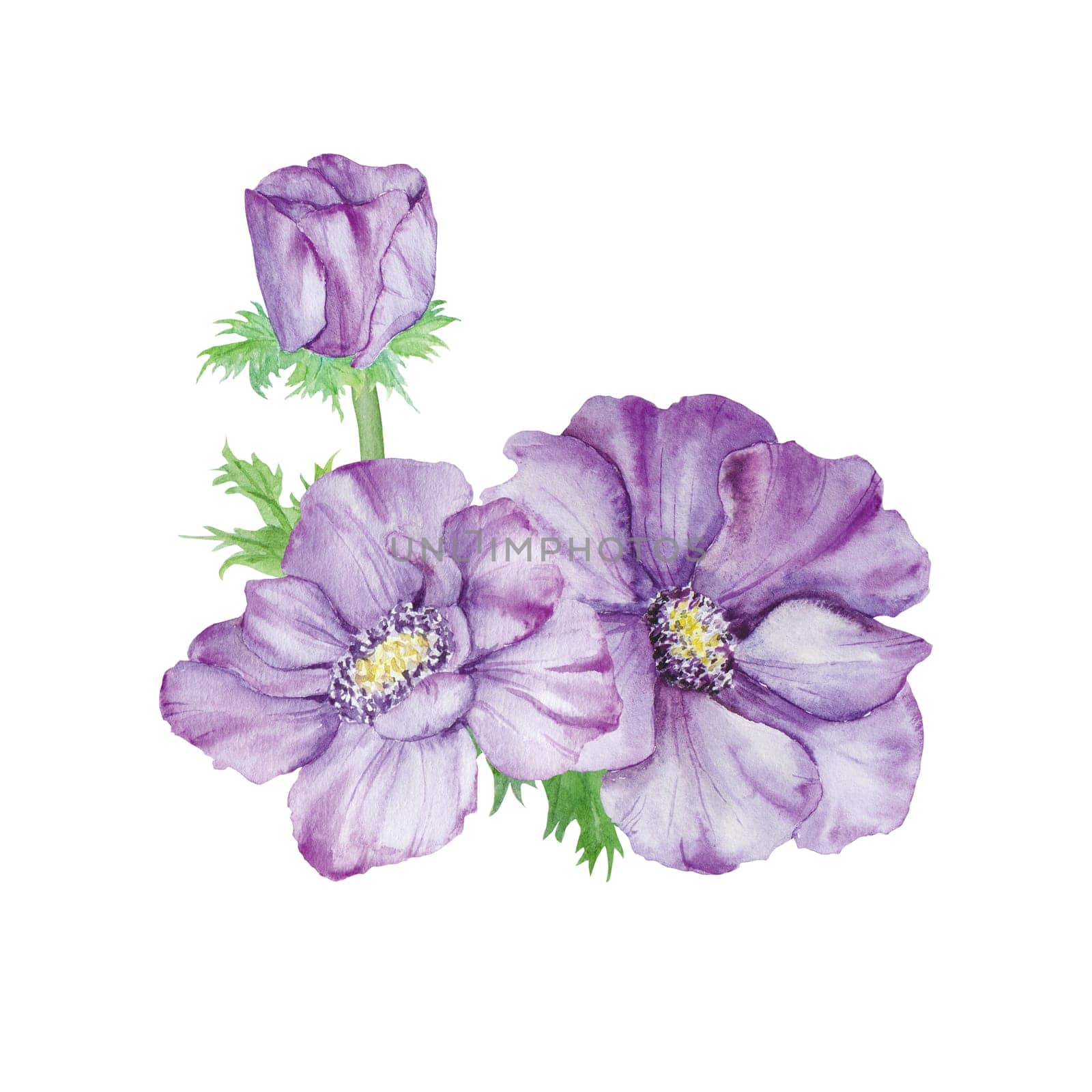 Watercolor hand drawn purple anemones with green leaves isolated on white background. by florainlove_art