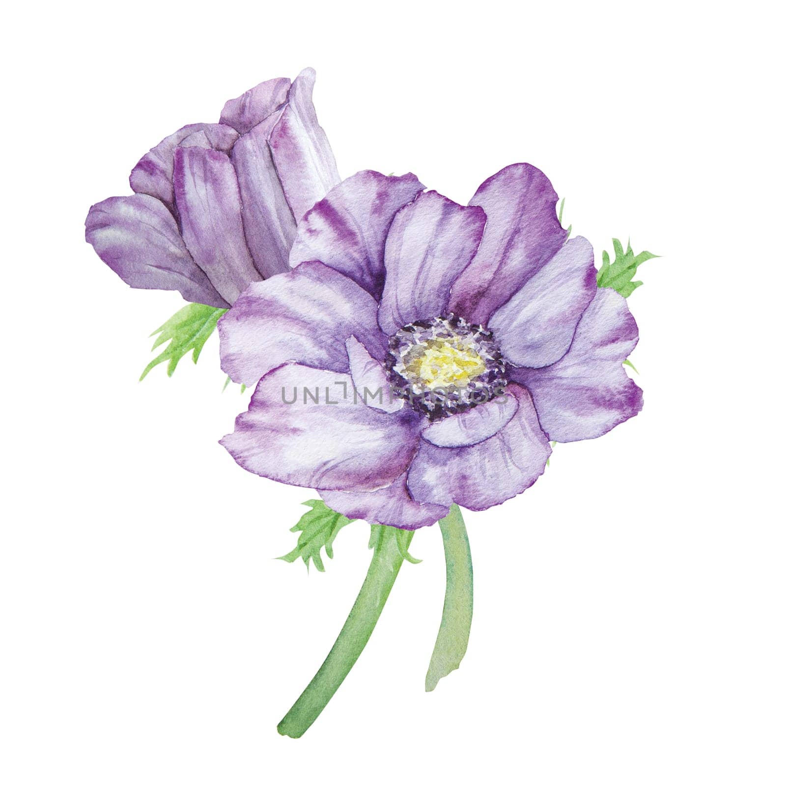 Watercolor hand drawn purple anemones with green leaves isolated on white background. by florainlove_art