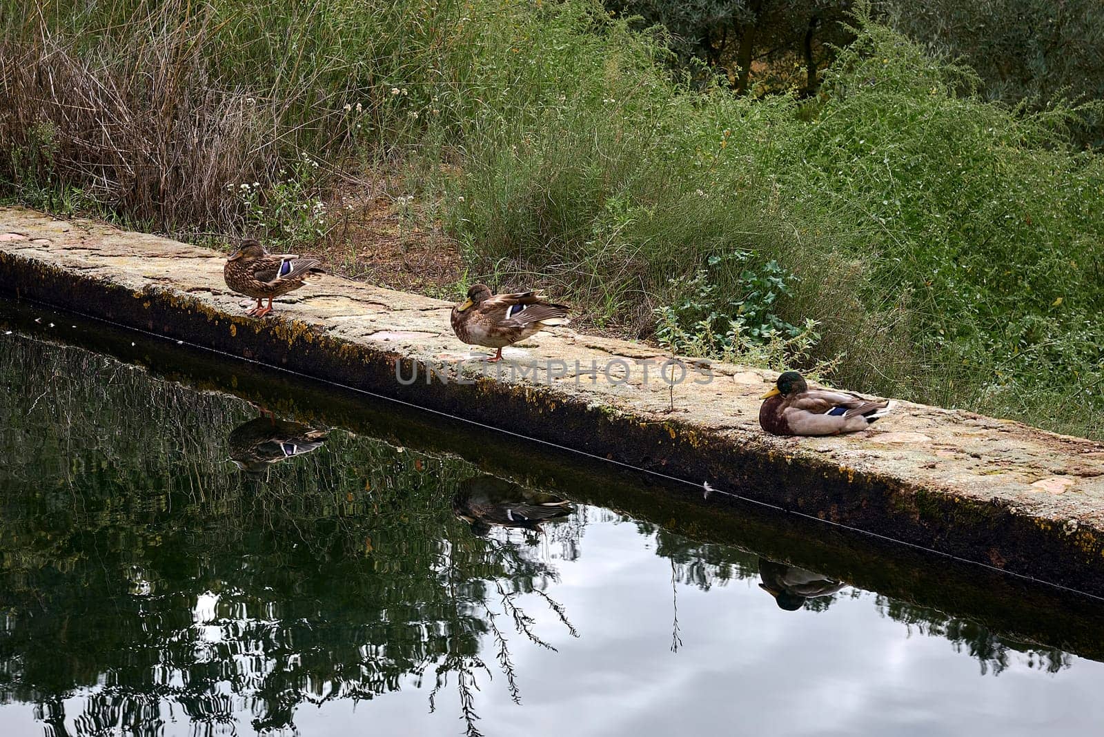 Three ducks resting on a stone wall. Water, reflections, mirror, tranquillity ecology