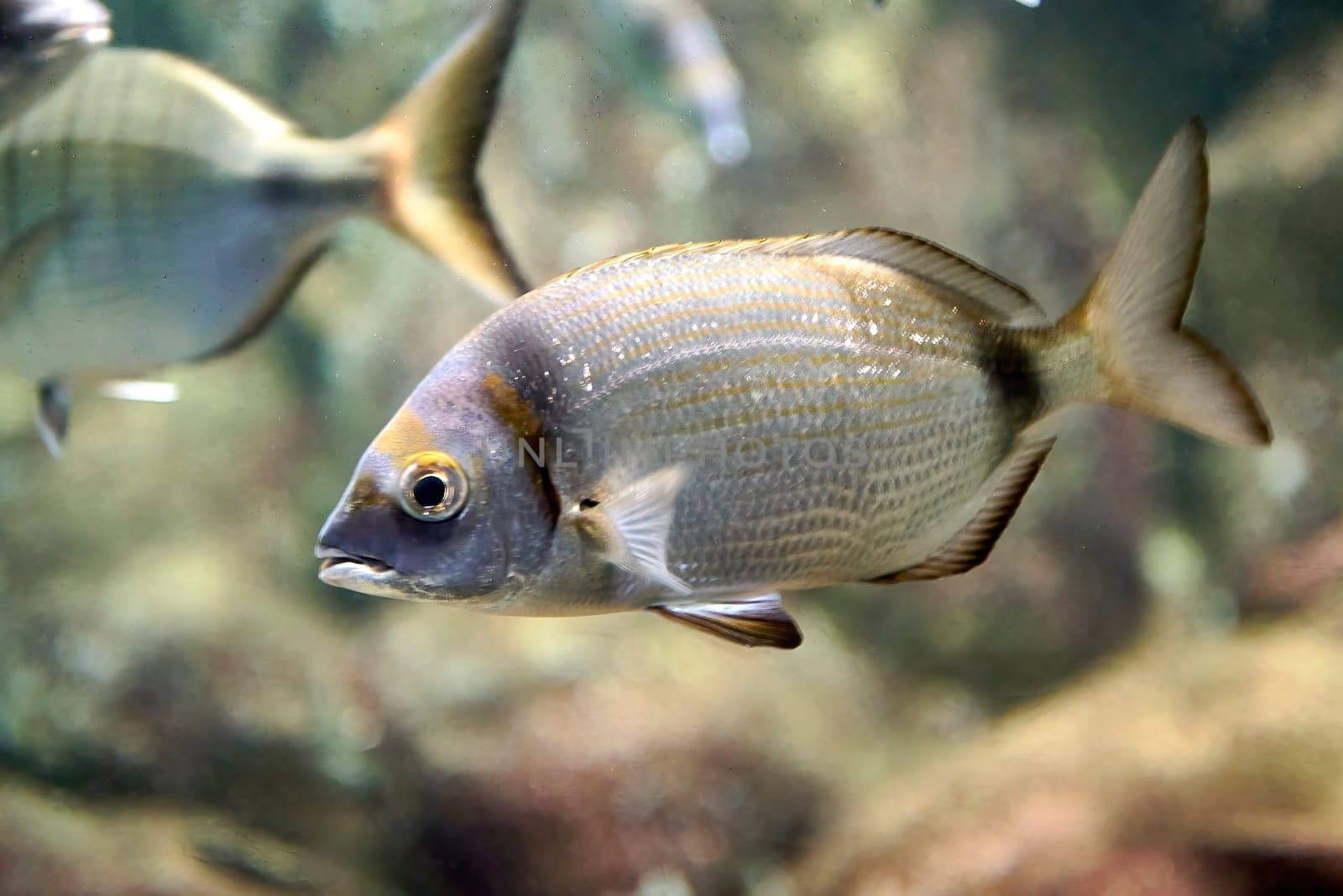A sparrallion swimming in the ocean with other fish.blurred background, grey and black. Diplodus