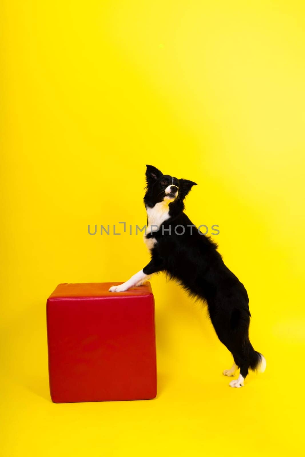 Young Black and white Border collie sitting and looking at a camera