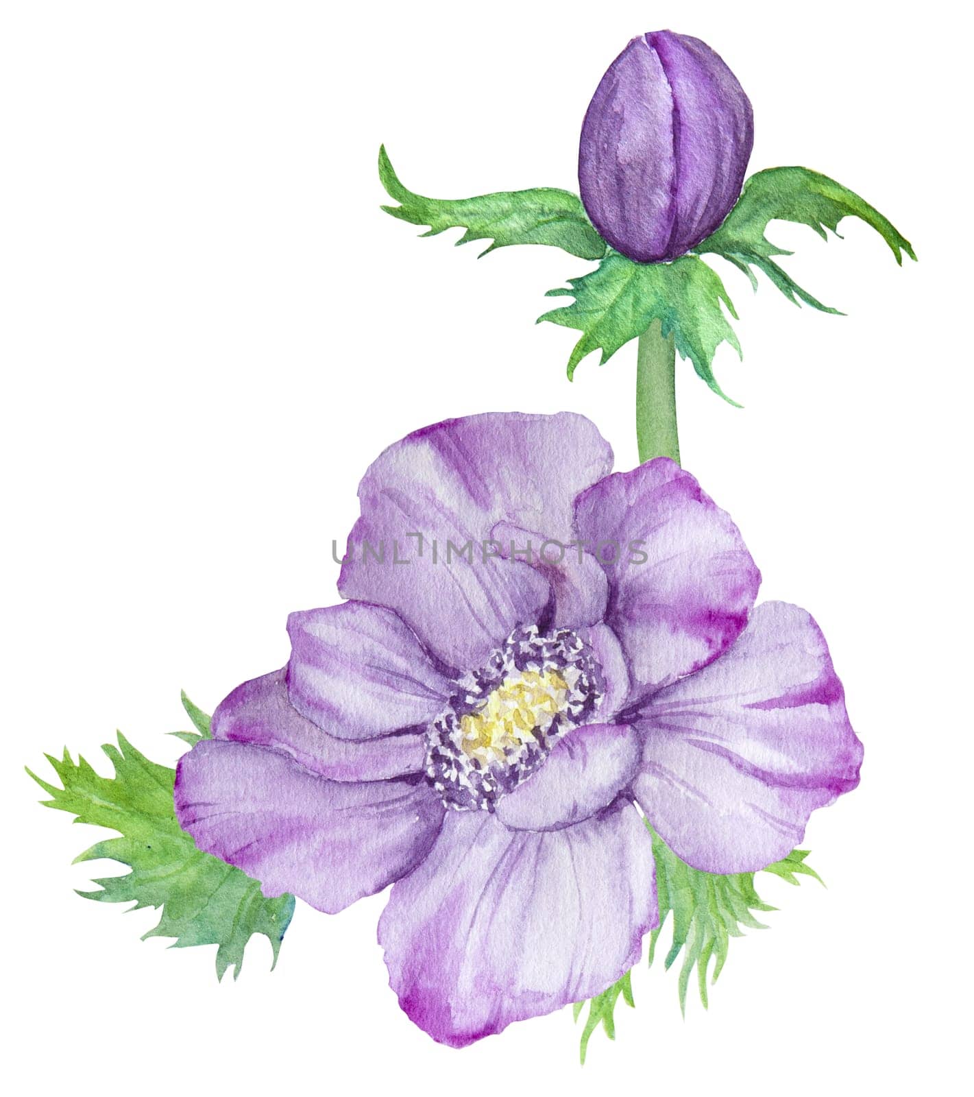 Watercolor hand drawn purple anemones with green leaves isolated on white background. Great for greeting cards, wedding invitations, menu, labels, textile and others.