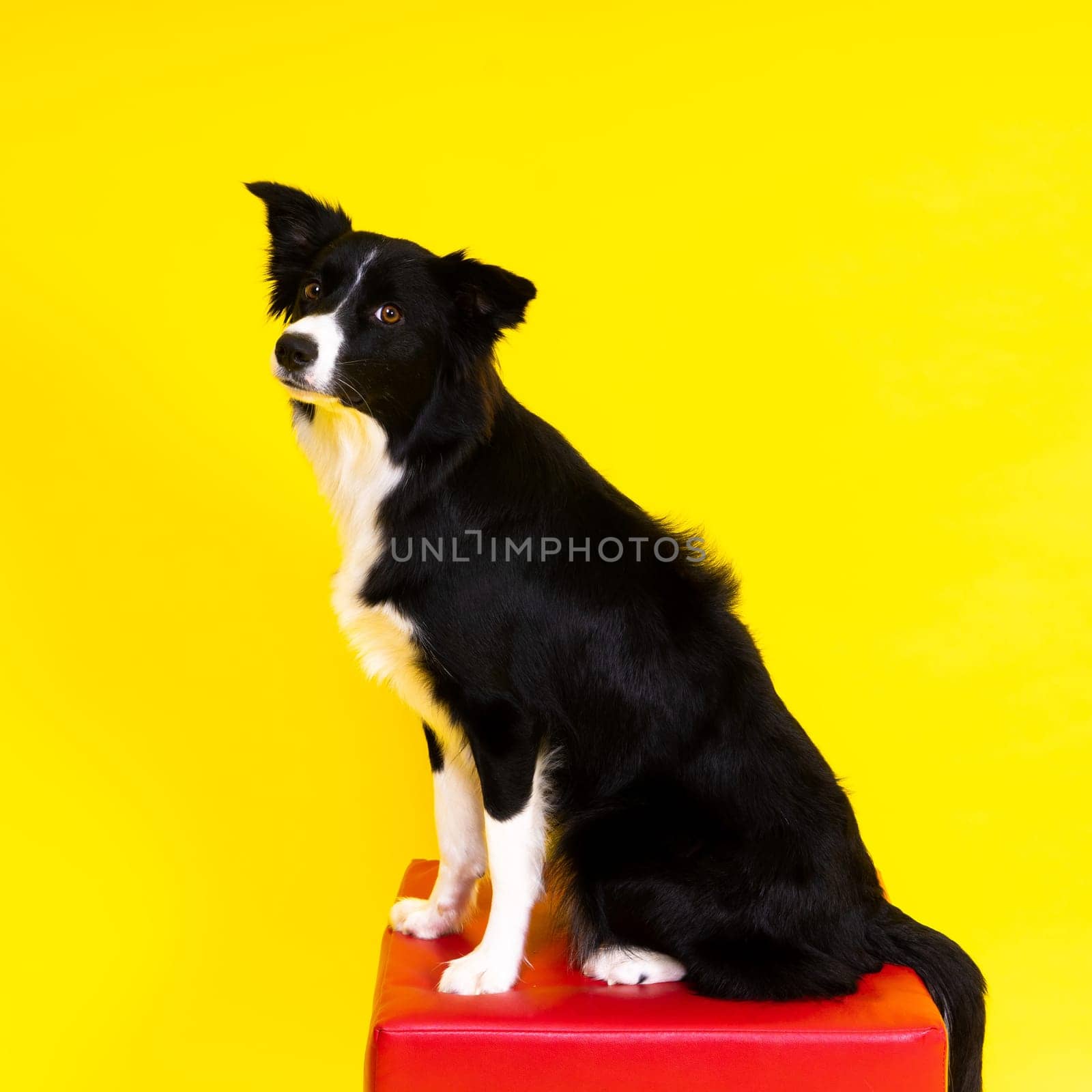 Young Black and white Border collie sitting and looking at the camera by Zelenin