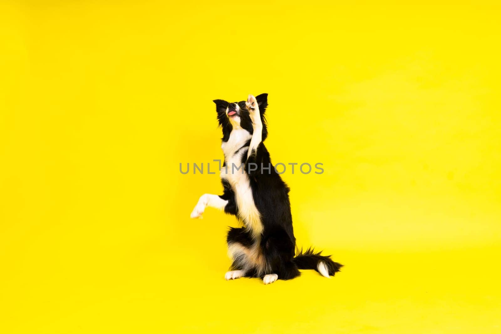 Young Black and white Border collie sitting and looking at the camera by Zelenin